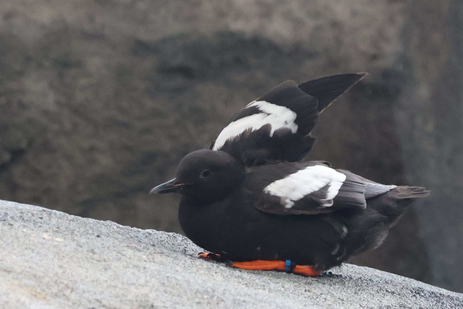 Pigeon Guillemot