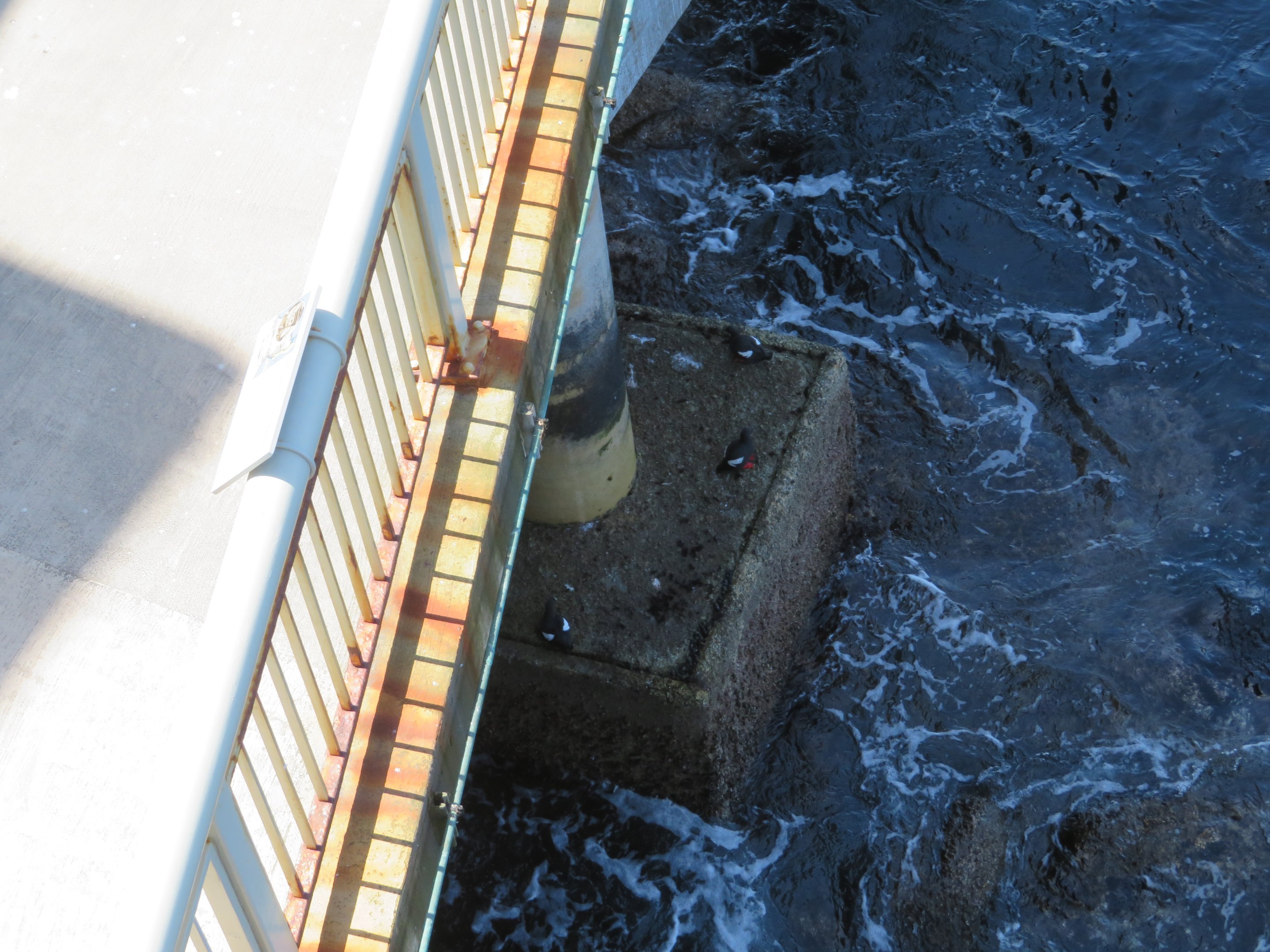 Pigeon Guillemots Under Balcony