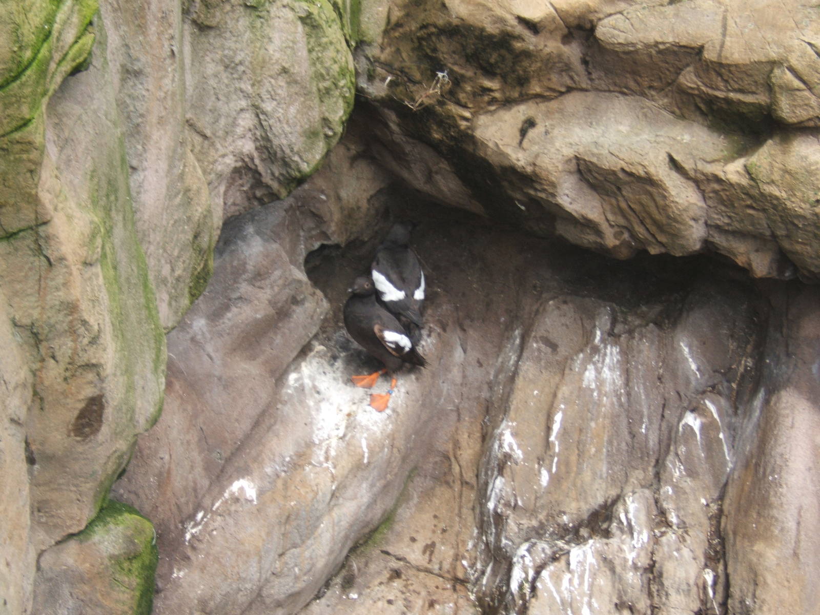Pigeon Guillemots