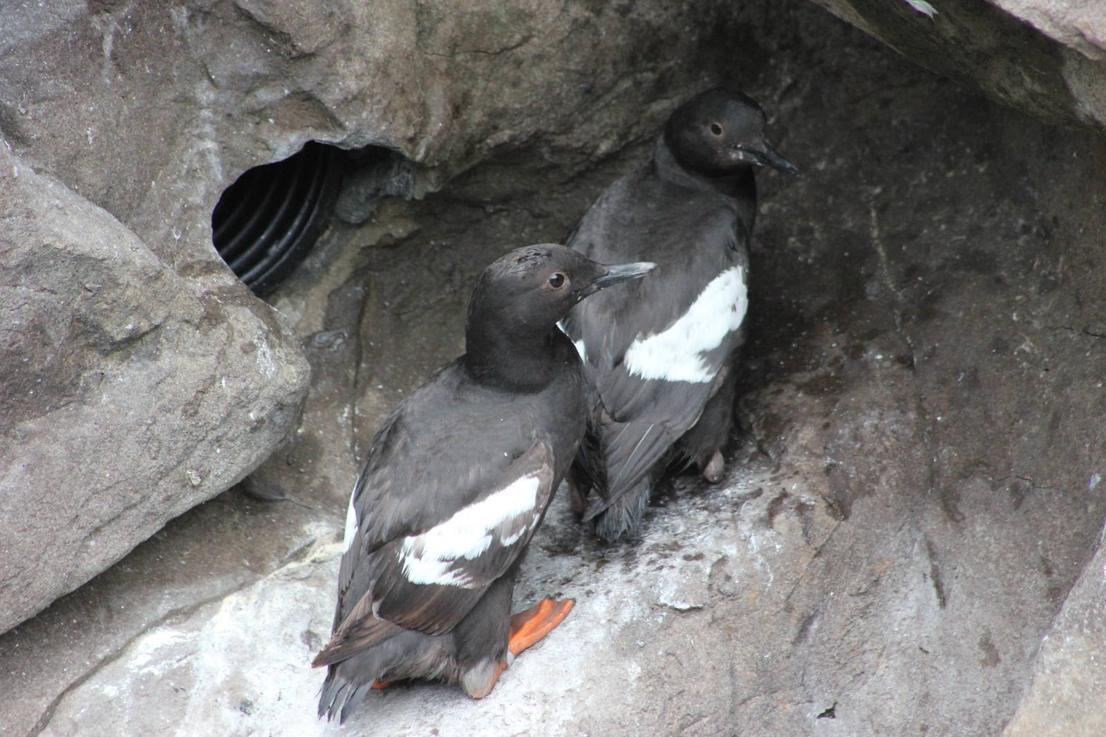 Pigeon guillemots
