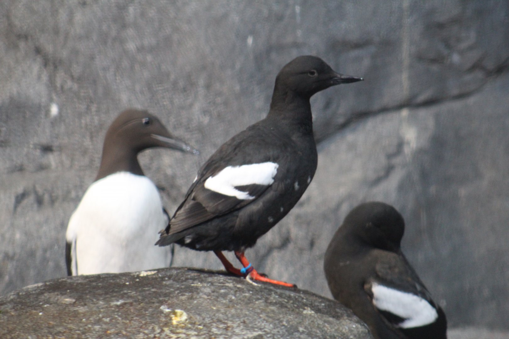 Pigeon Guillemots