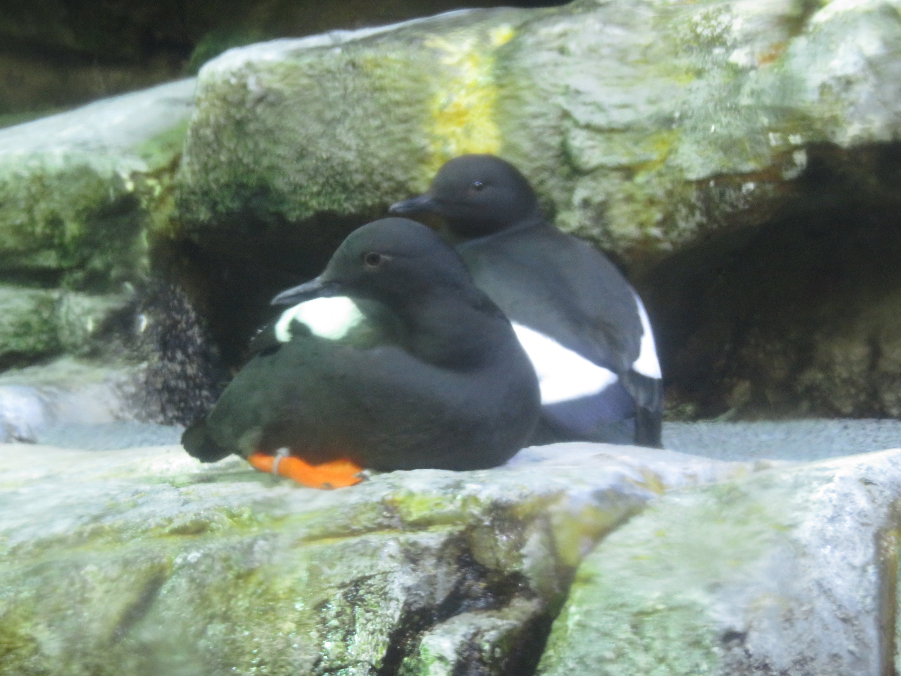 Pigeon Guillemots