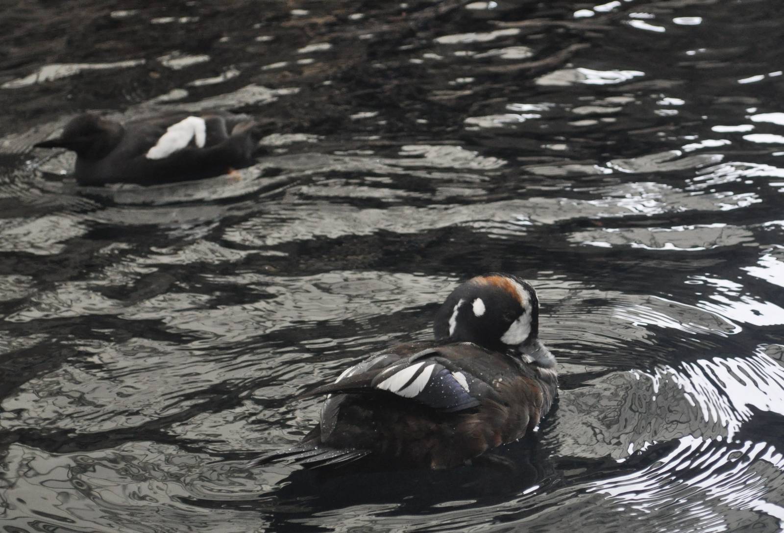 Pigeon Guillemout and Harlequin Duck
