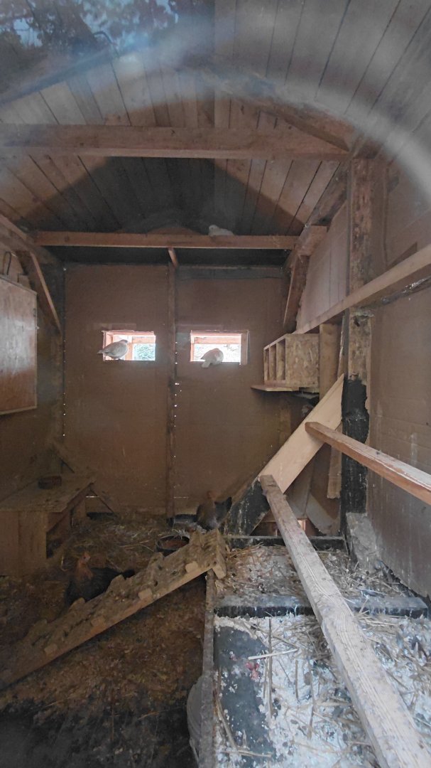 Pigeon + hen indoor exhibit