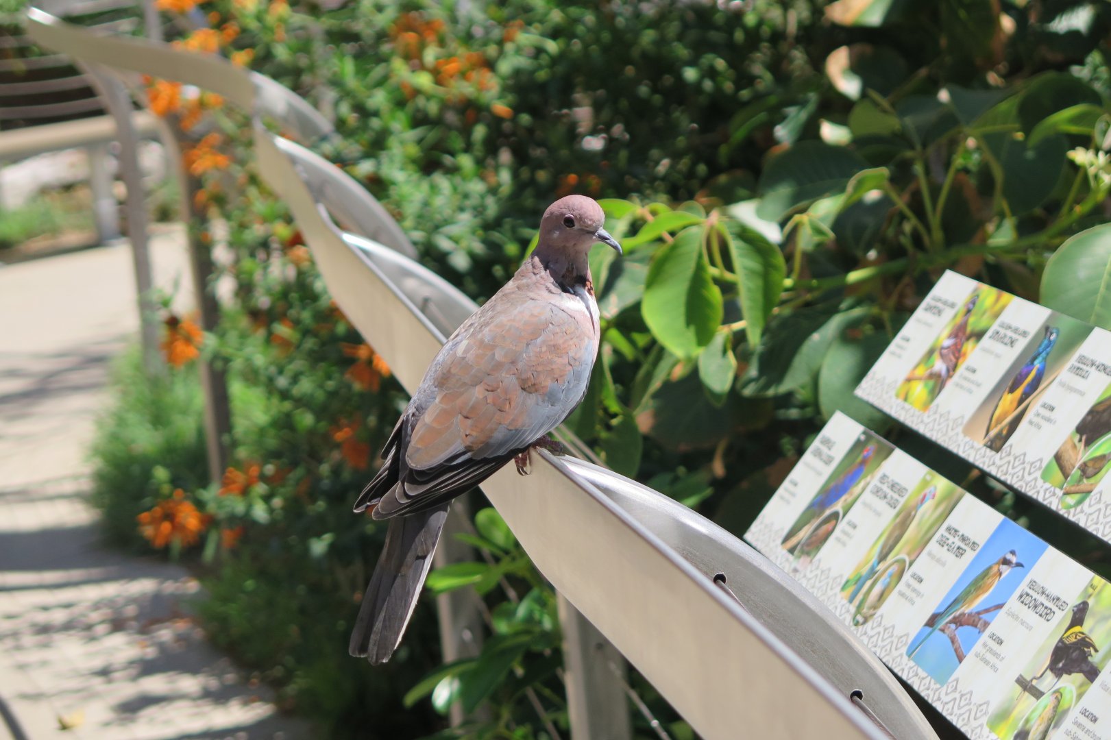 Pigeon ID Acacia Woodlands Aviary(8/23/2024)