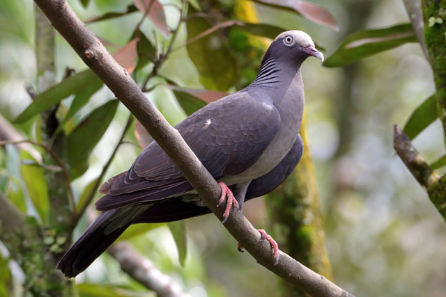 Pigeon ID - Bird Paradise (Singapore)