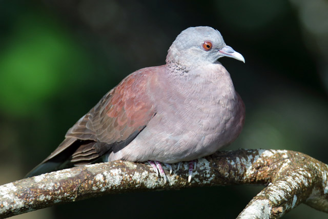 Pigeon ID - Bird Paradise (Singapore)