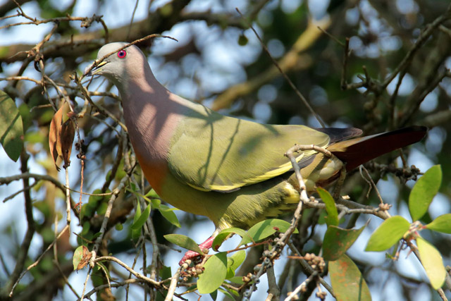 Pigeon ID - Wild (Singapore)