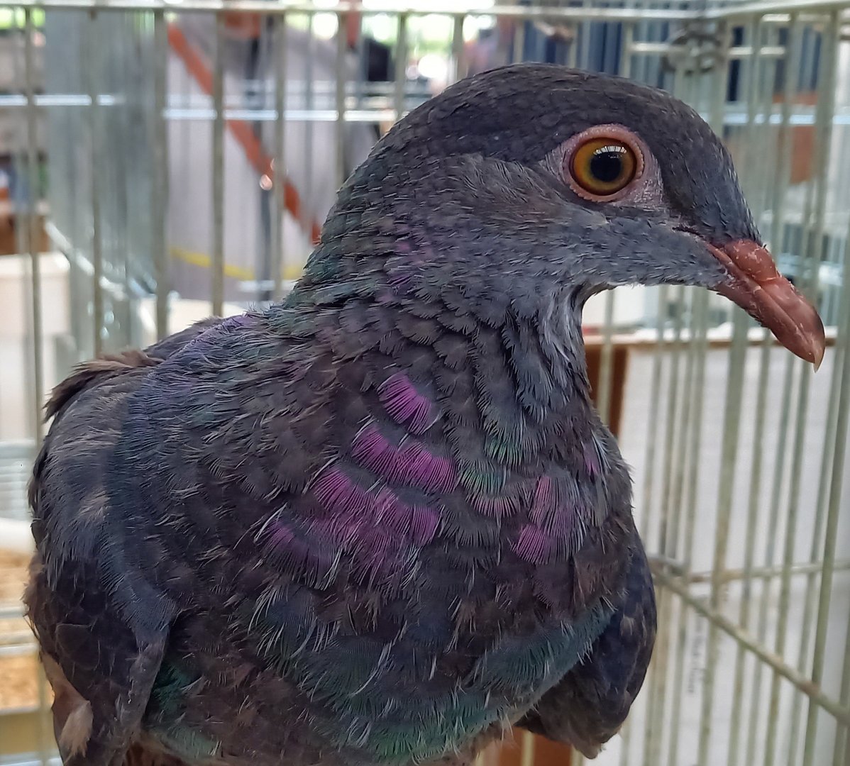 Pigeon ID