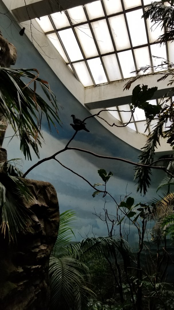 Pigeon on top of a pigeon