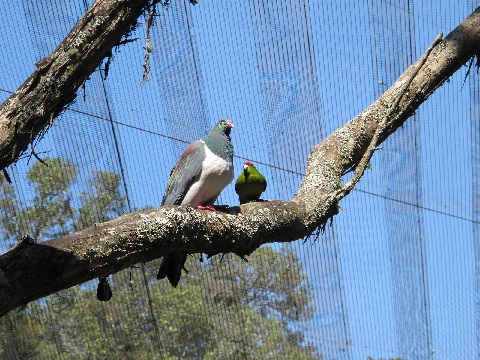 Pigeon & Parakeet - Te Wao Nui, Auckland Zoo 2011