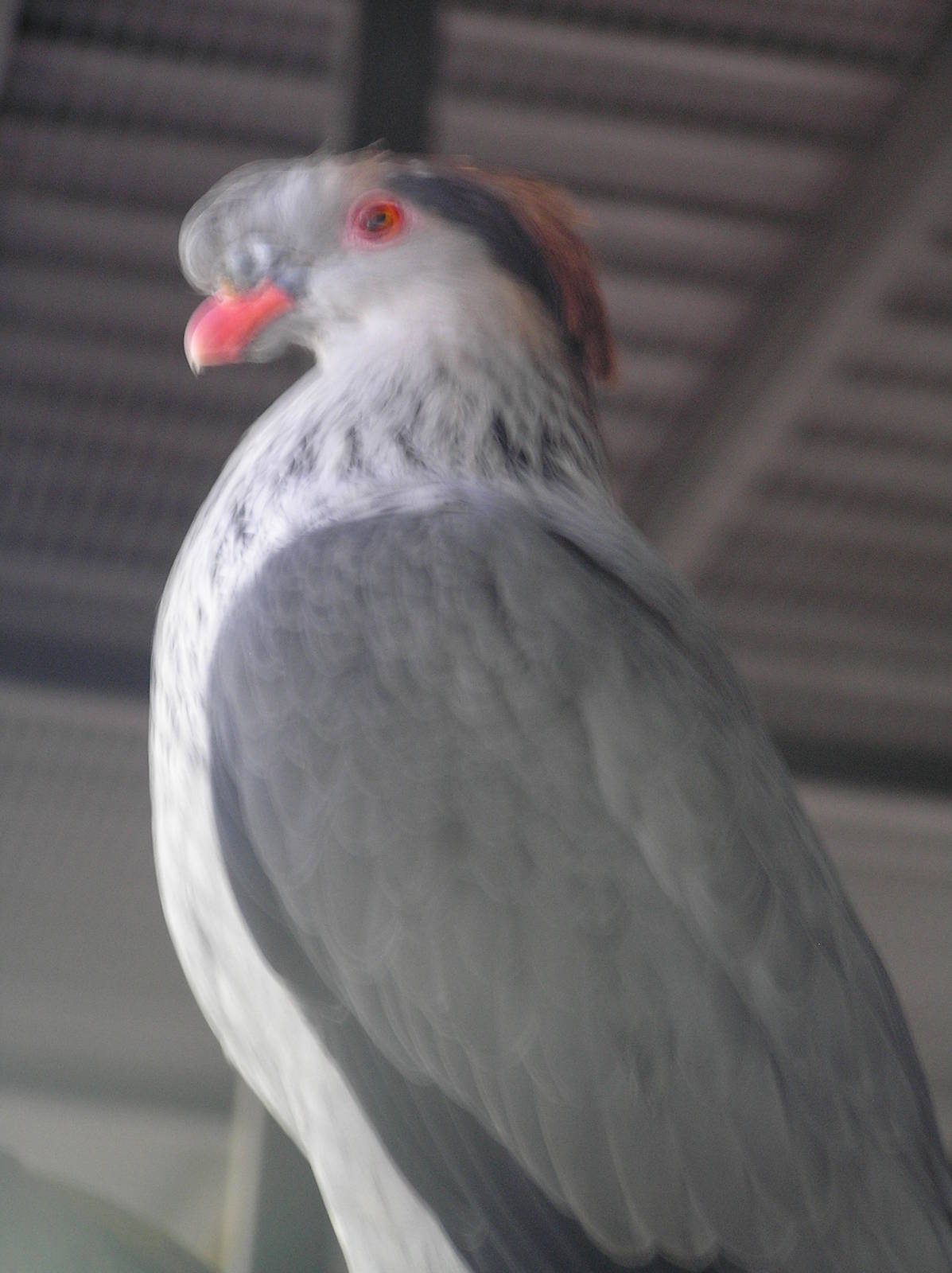Pigeon spp? Cairns tropical zoo 05