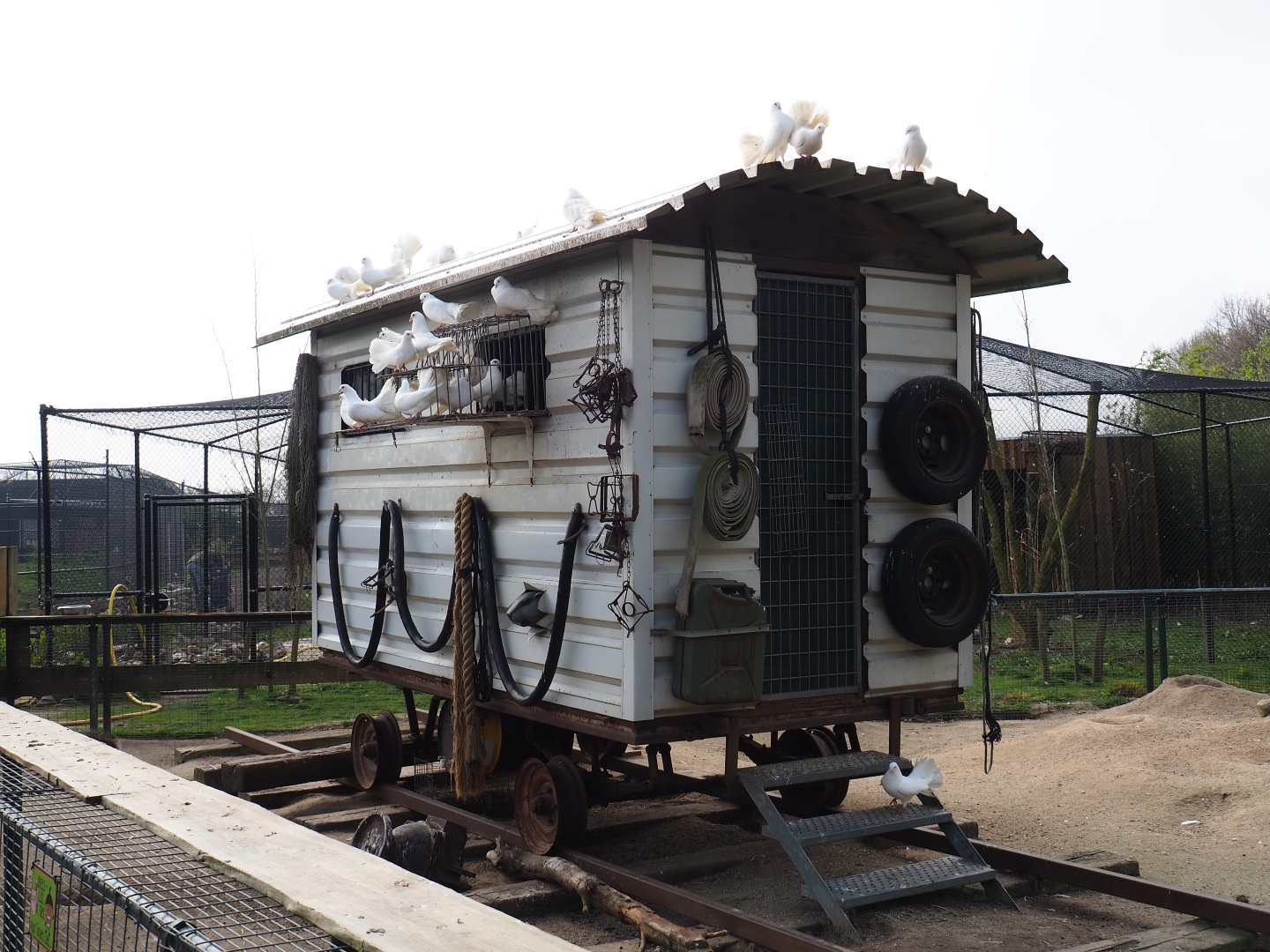Pigeon wagon in the North American porcupine and black-tailed prairie dog exhibit, 2019-04-06