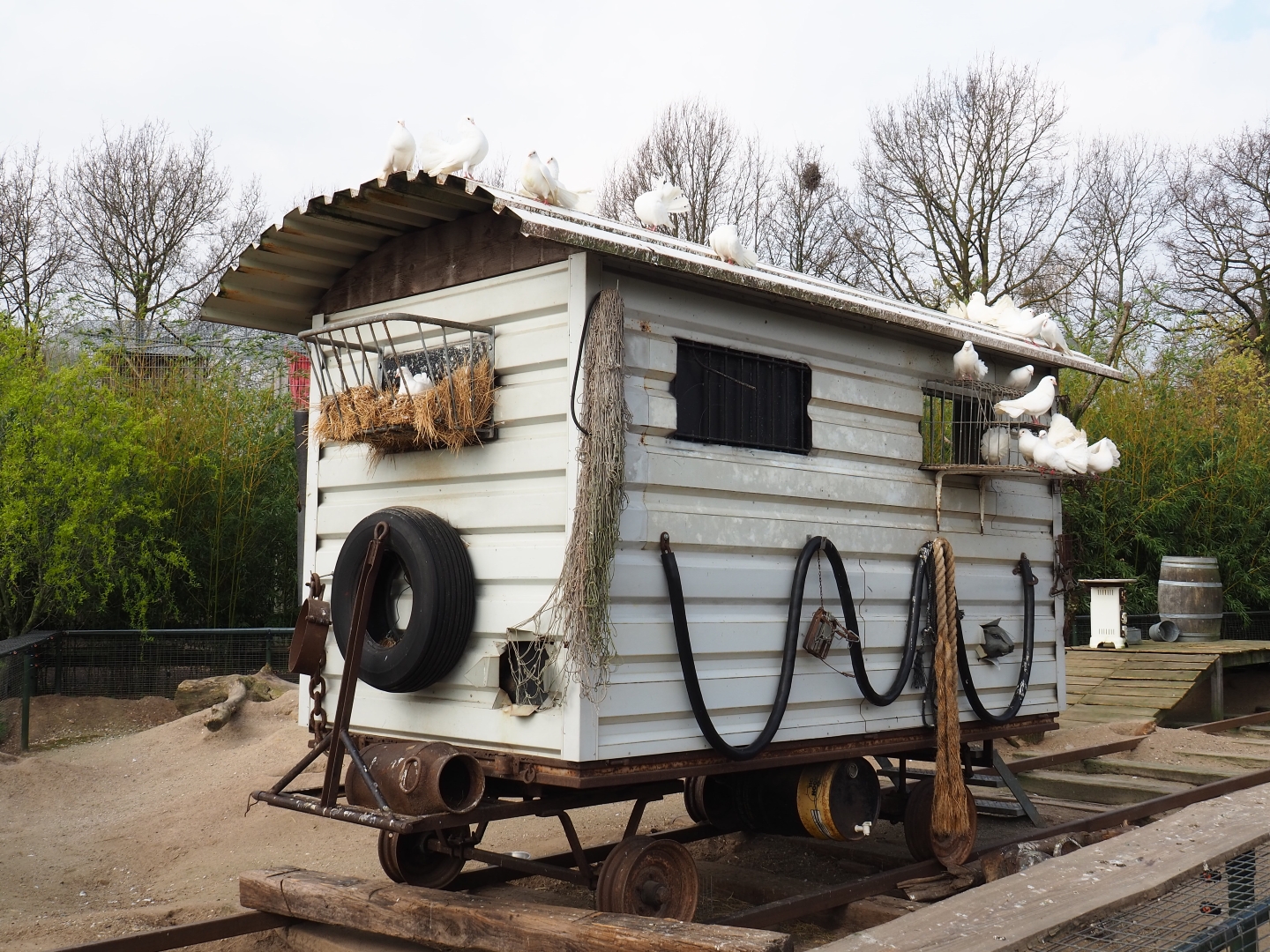 Pigeon wagon in the North American porcupine and black-tailed prairie dog exhibit, 2019-04-06