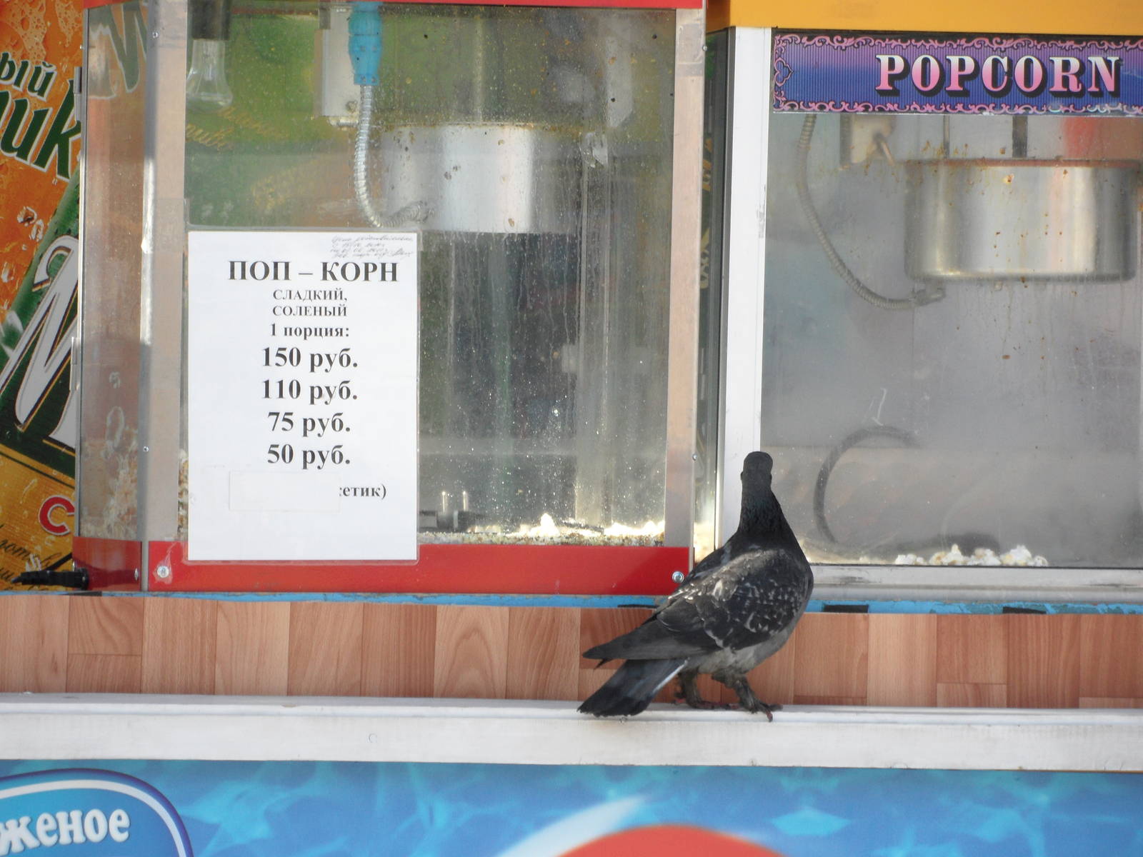 Pigeon wants popcorn!