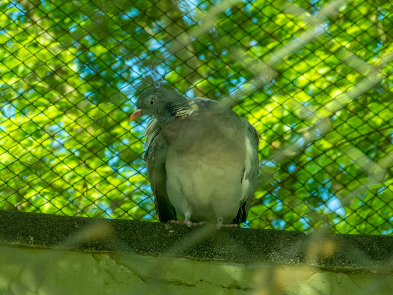 pigeon