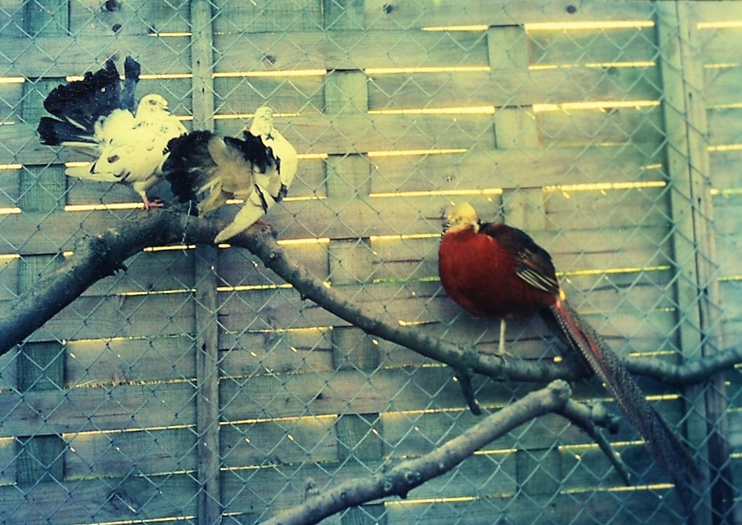 Pigeons and golden pheasant