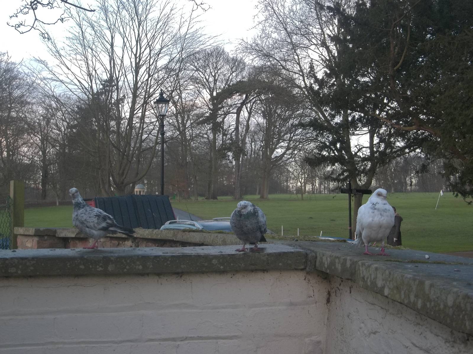 Pigeons by the zoo kitchen, 17th January 2015