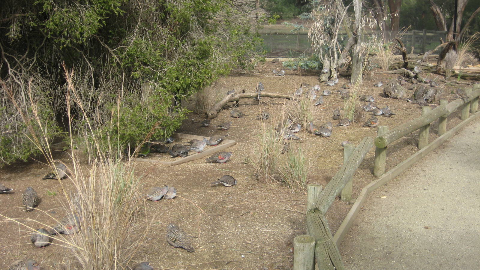Pigeons in the Walk-through Aviary