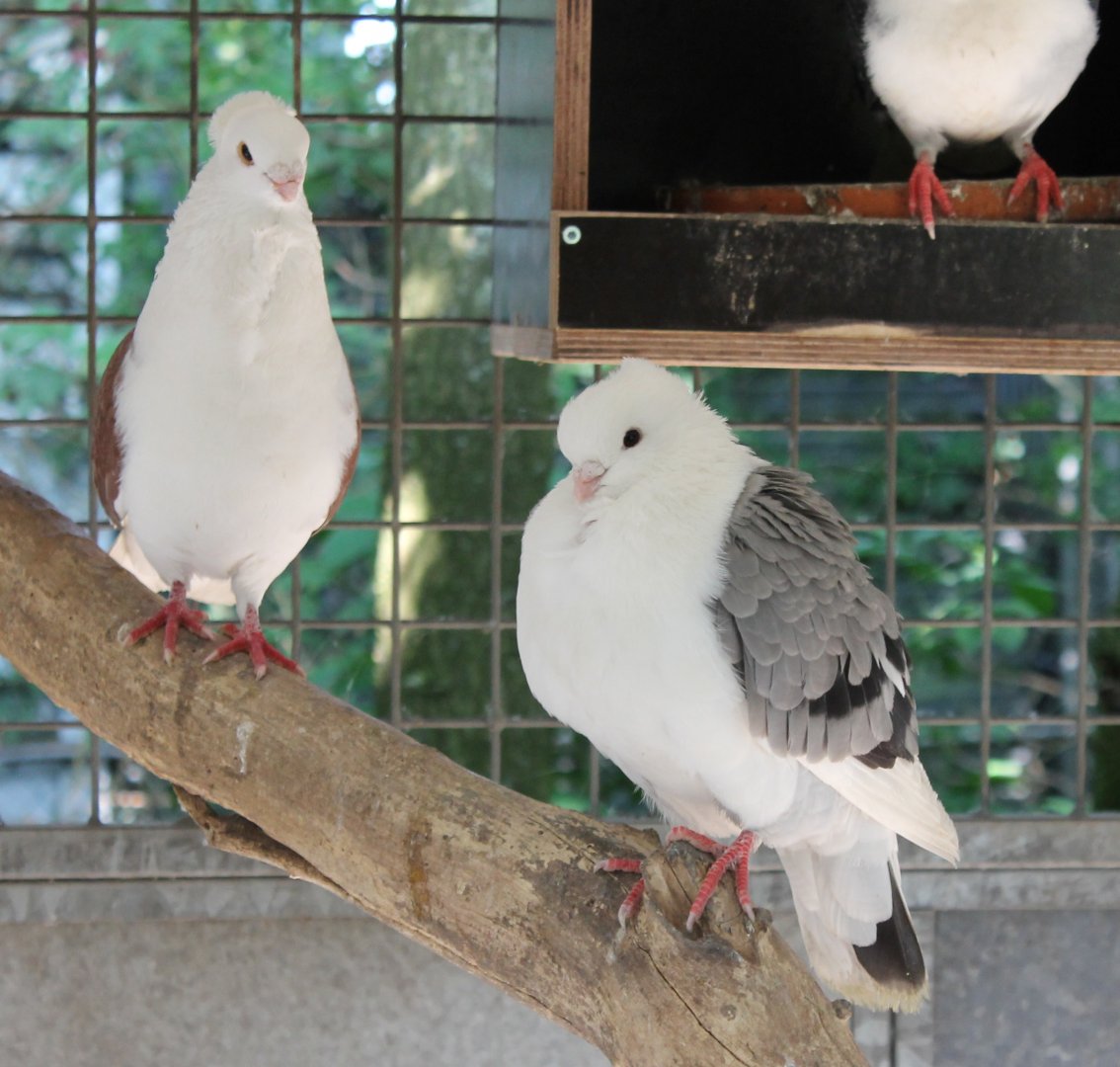 Pigeons of some breed