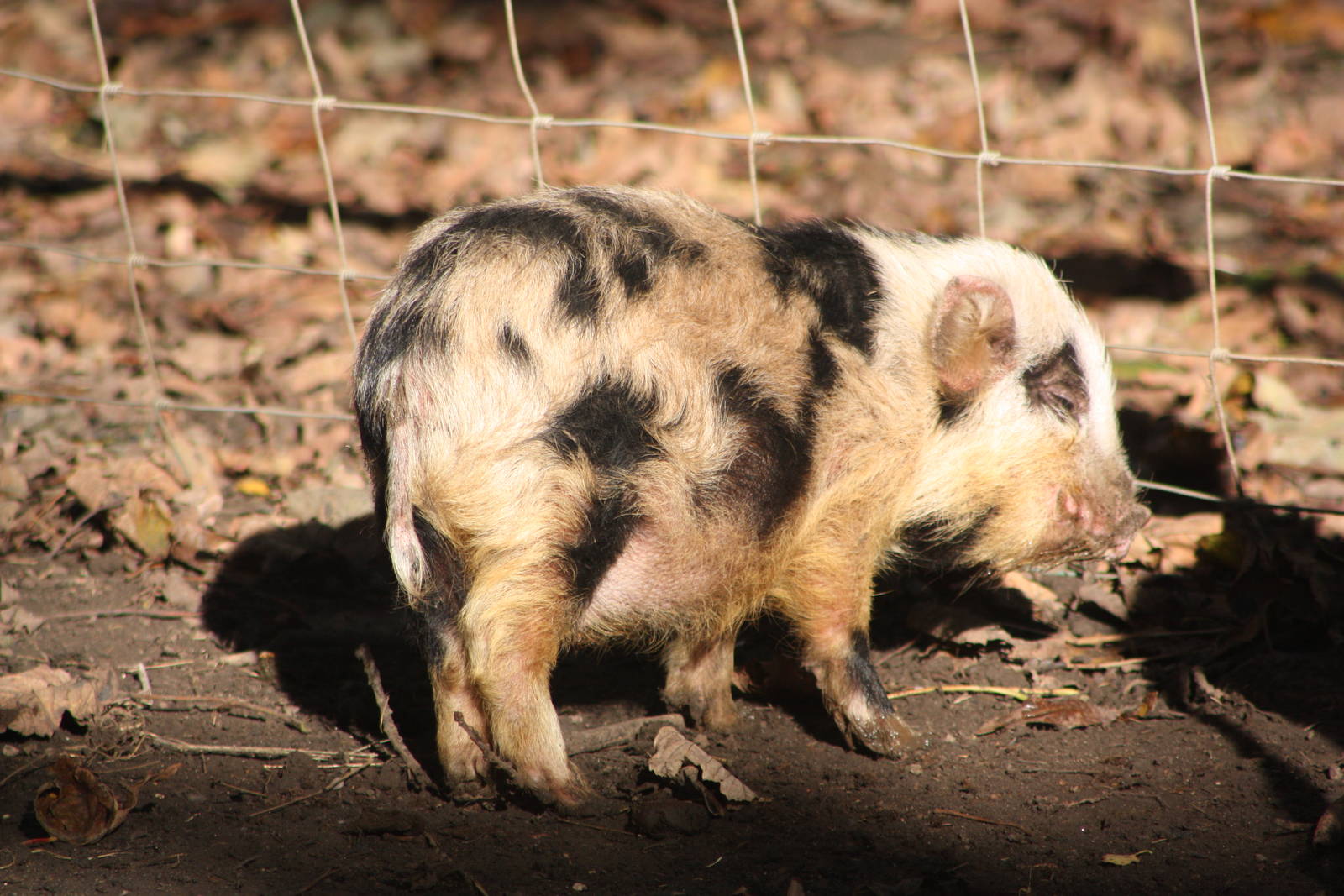 Piglet, 29th October 2014