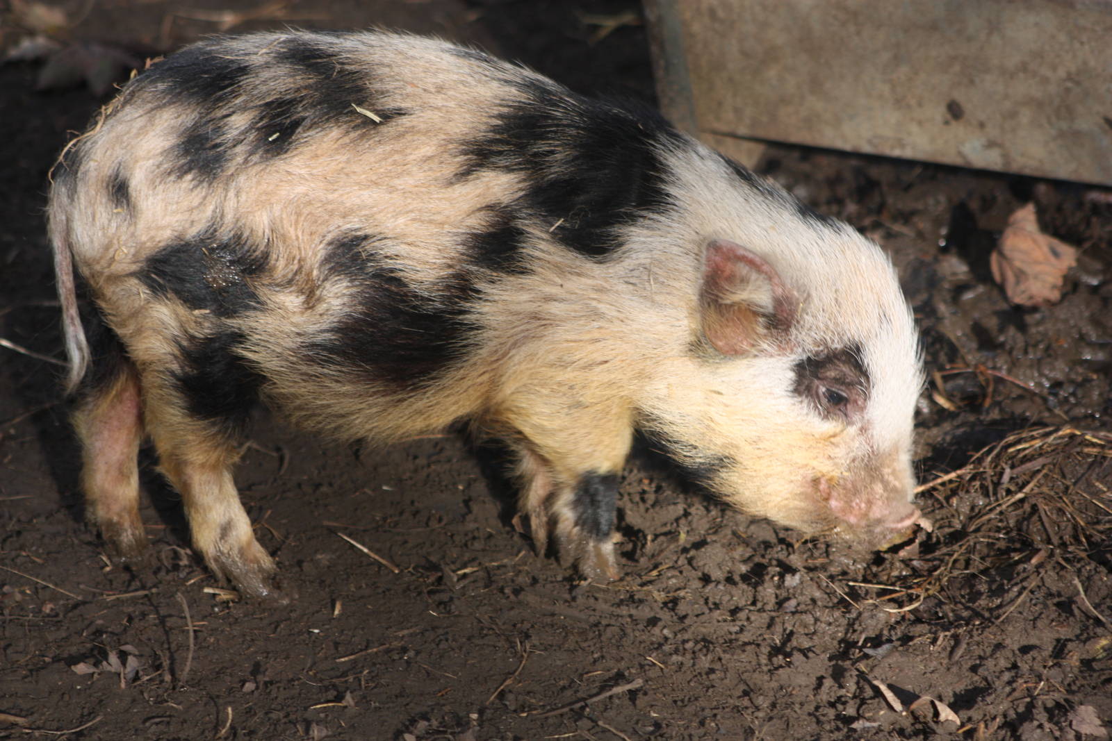 Piglet, 29th October 2014