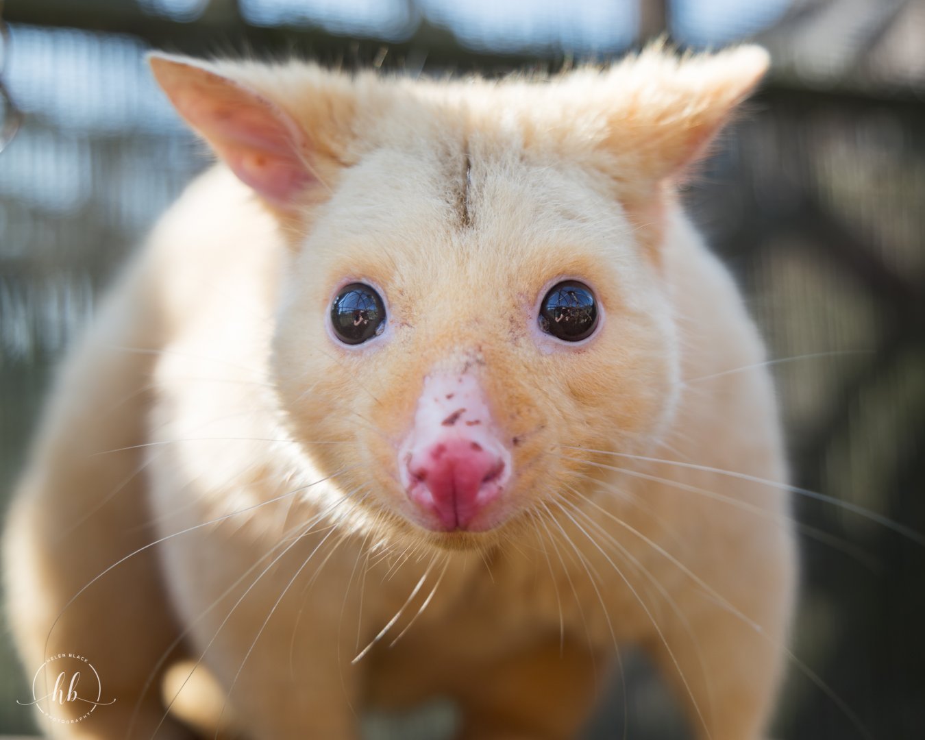 Piglet (m) Golden Possum / Hamerton / 3-4-25