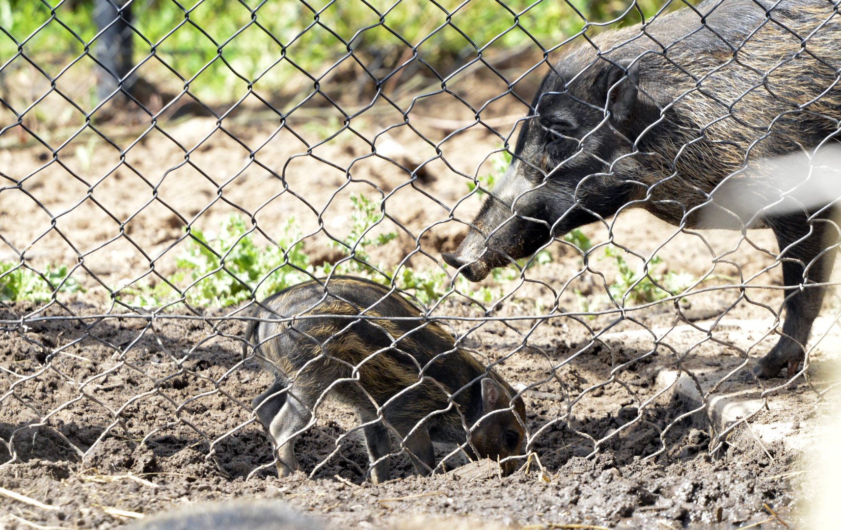 Piglet (visayan warty pig)