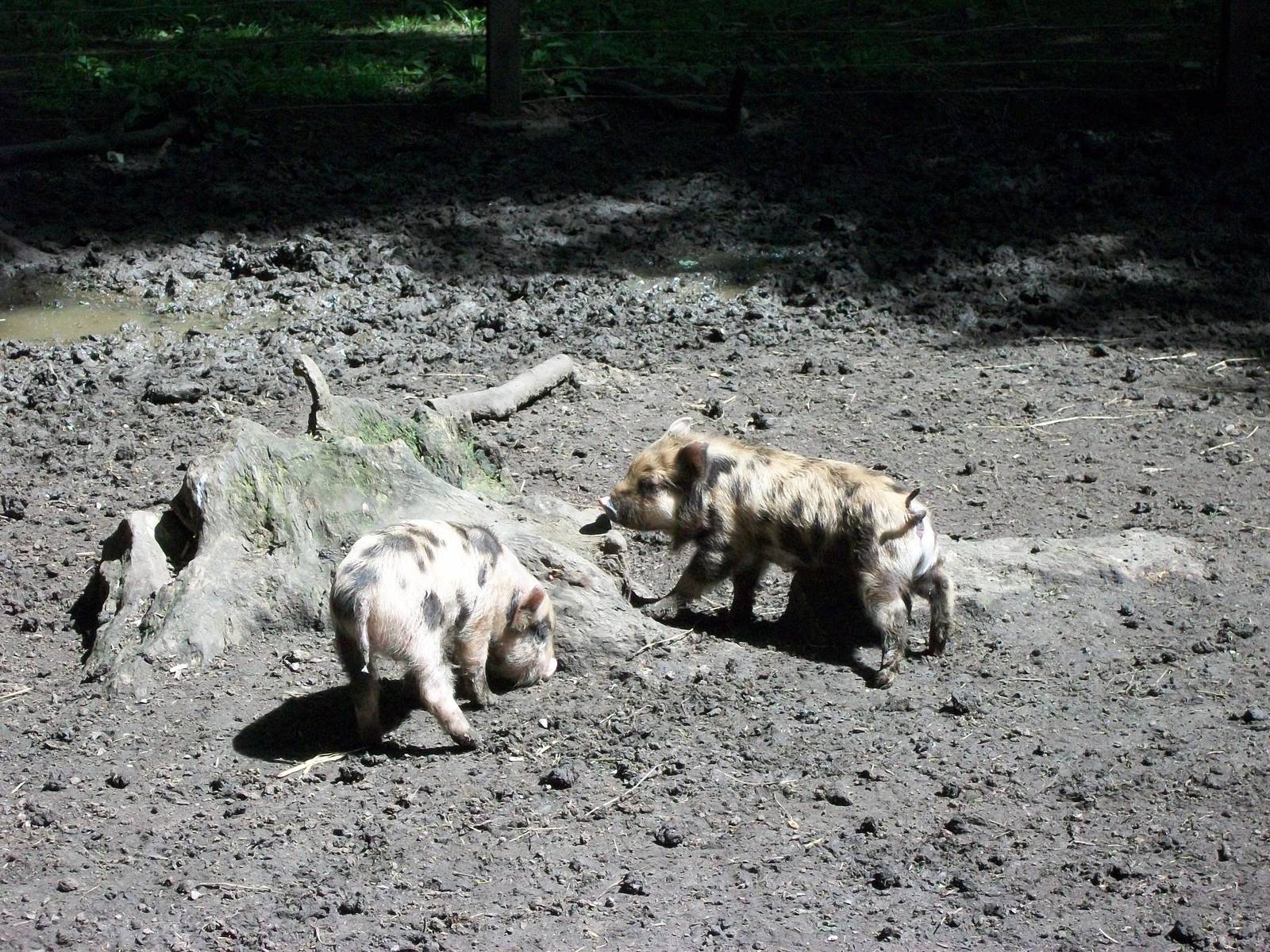 Piglets, 6th June 2014