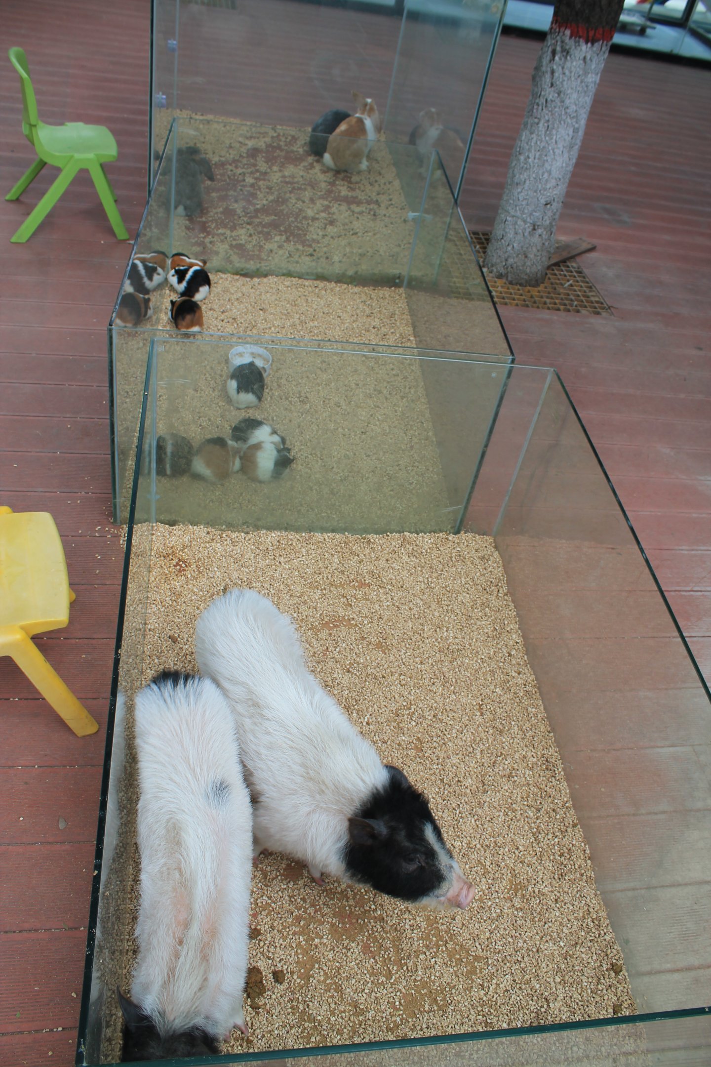 Piglets, Guinea Pigs, Rabbits