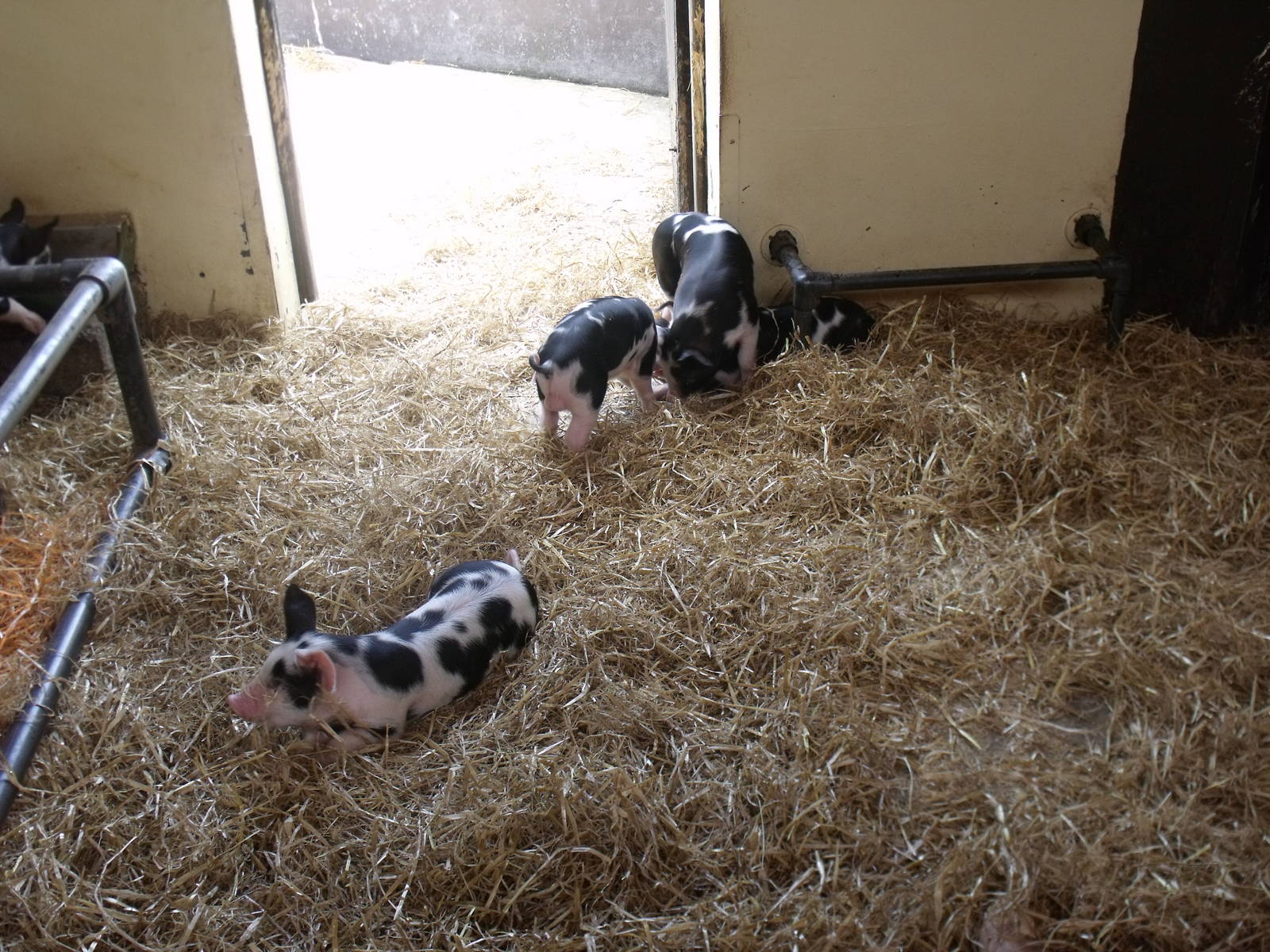 Piglets