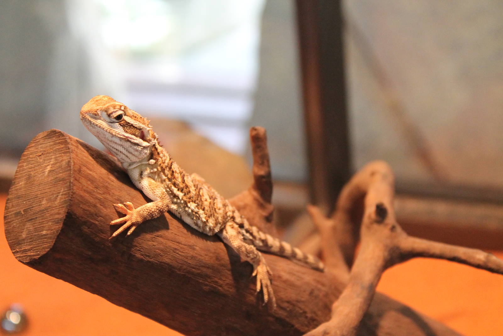 pigmy bearded dragon (Pogona henrylawsoni)