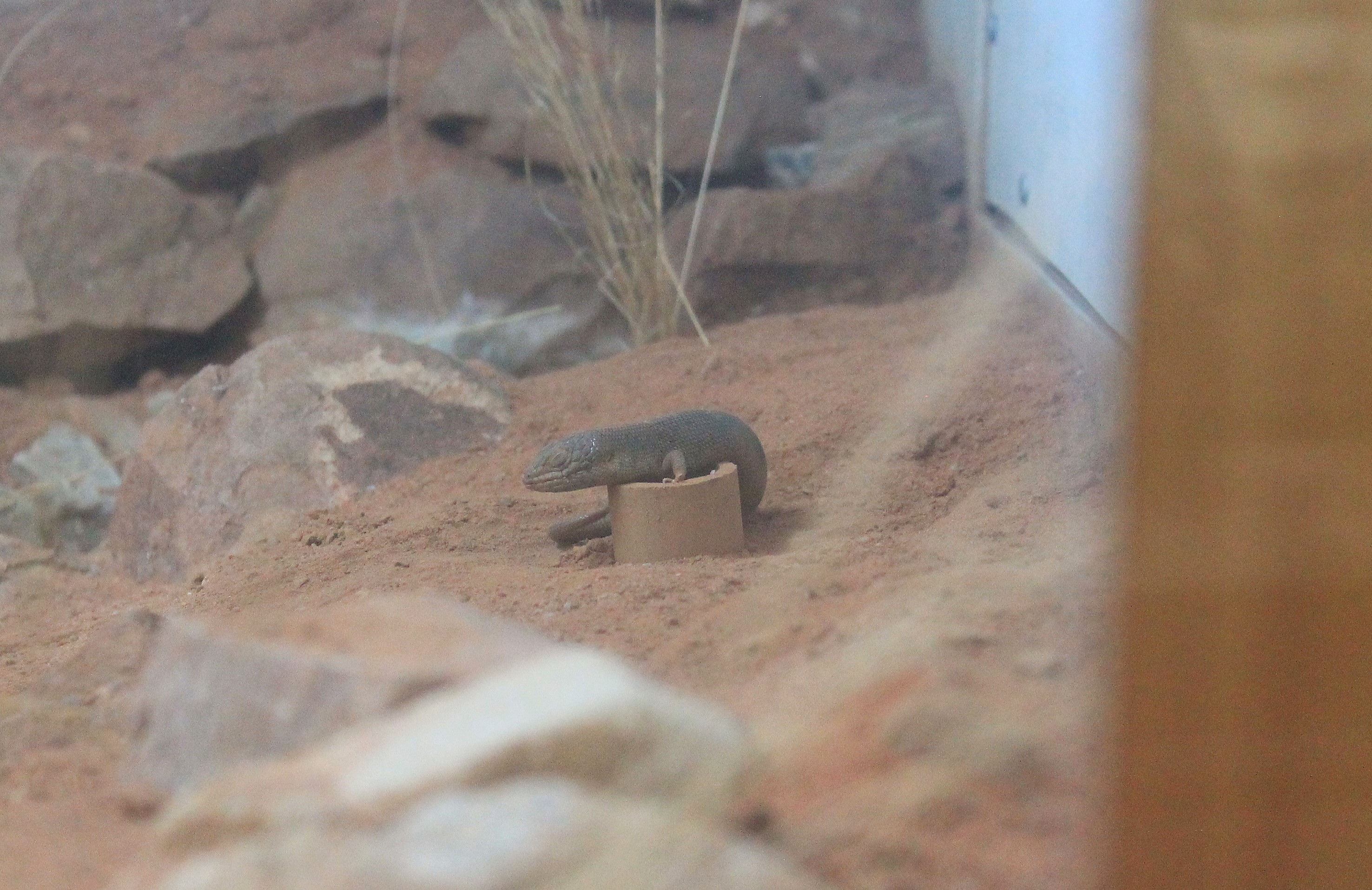 Pigmy Blue-tongue Skink (Tiliqua adelaidensis)