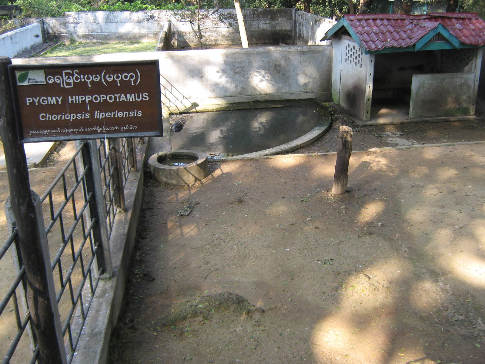 Pigmy Hippo enclosure