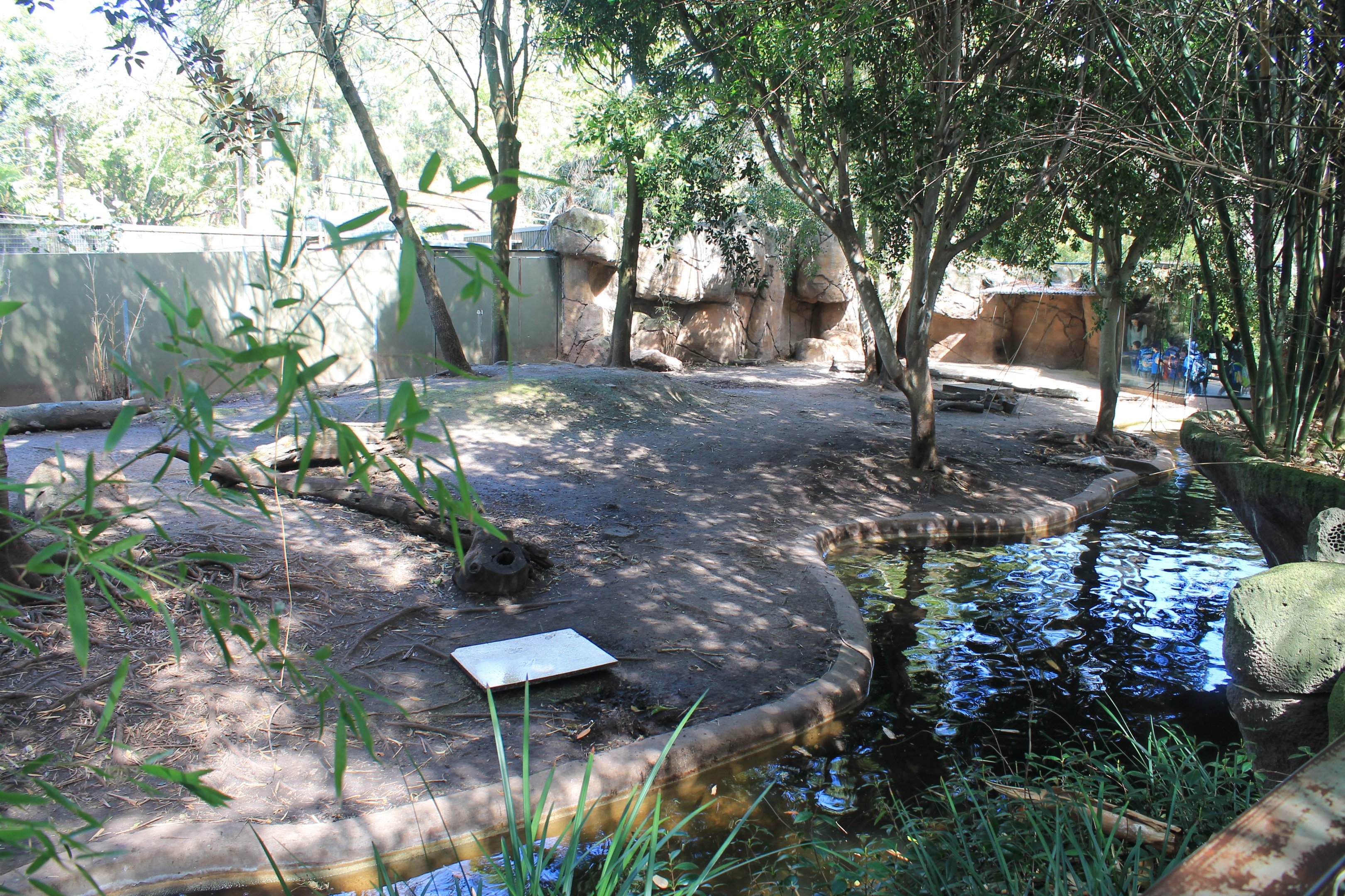 Pigmy Hippo enclosure