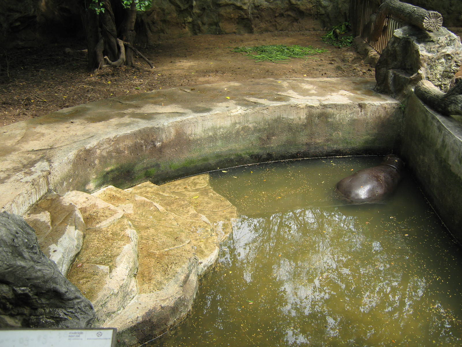 pigmy hippo enclosure