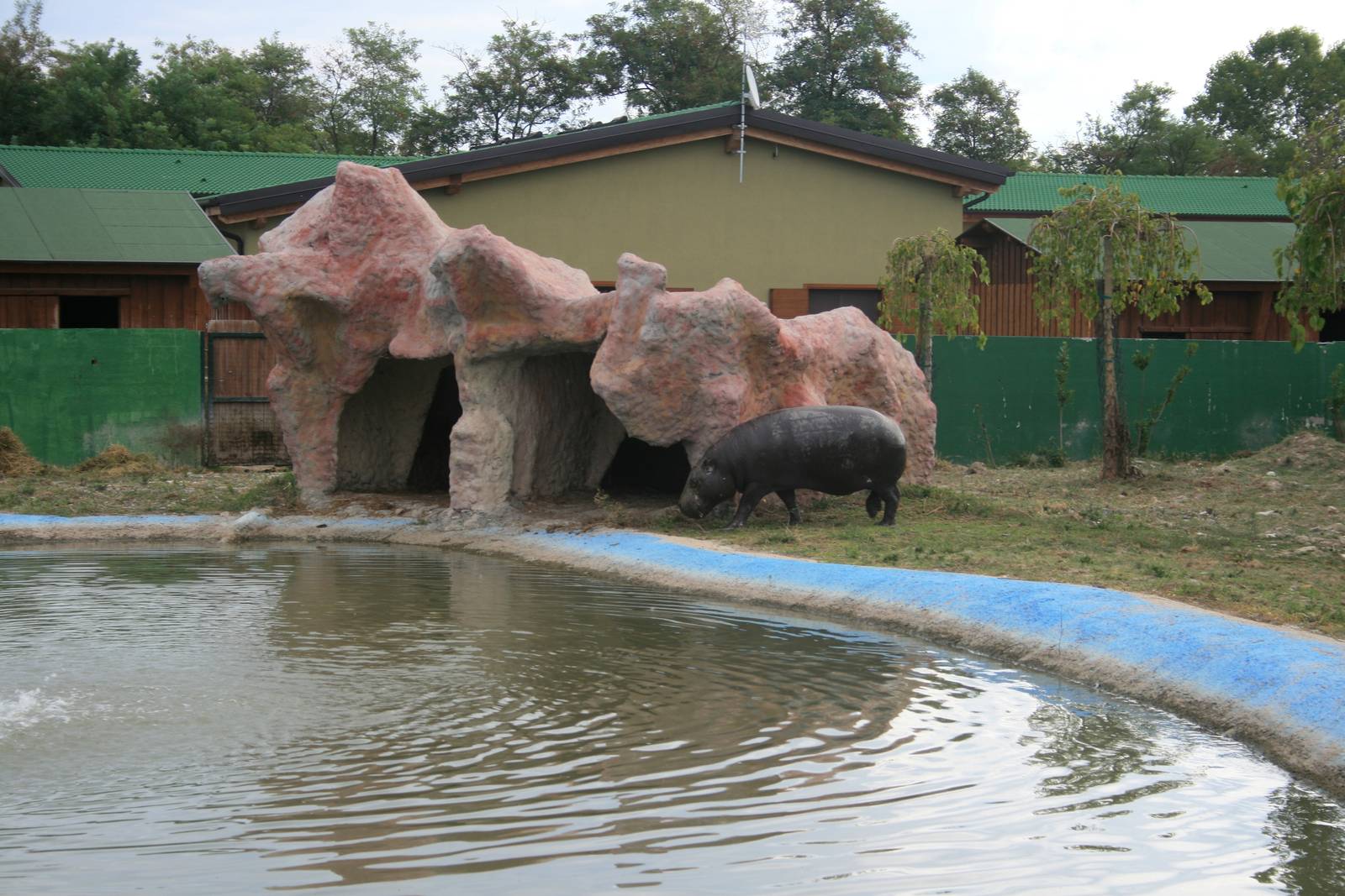 pigmy hippo exhibit 2015
