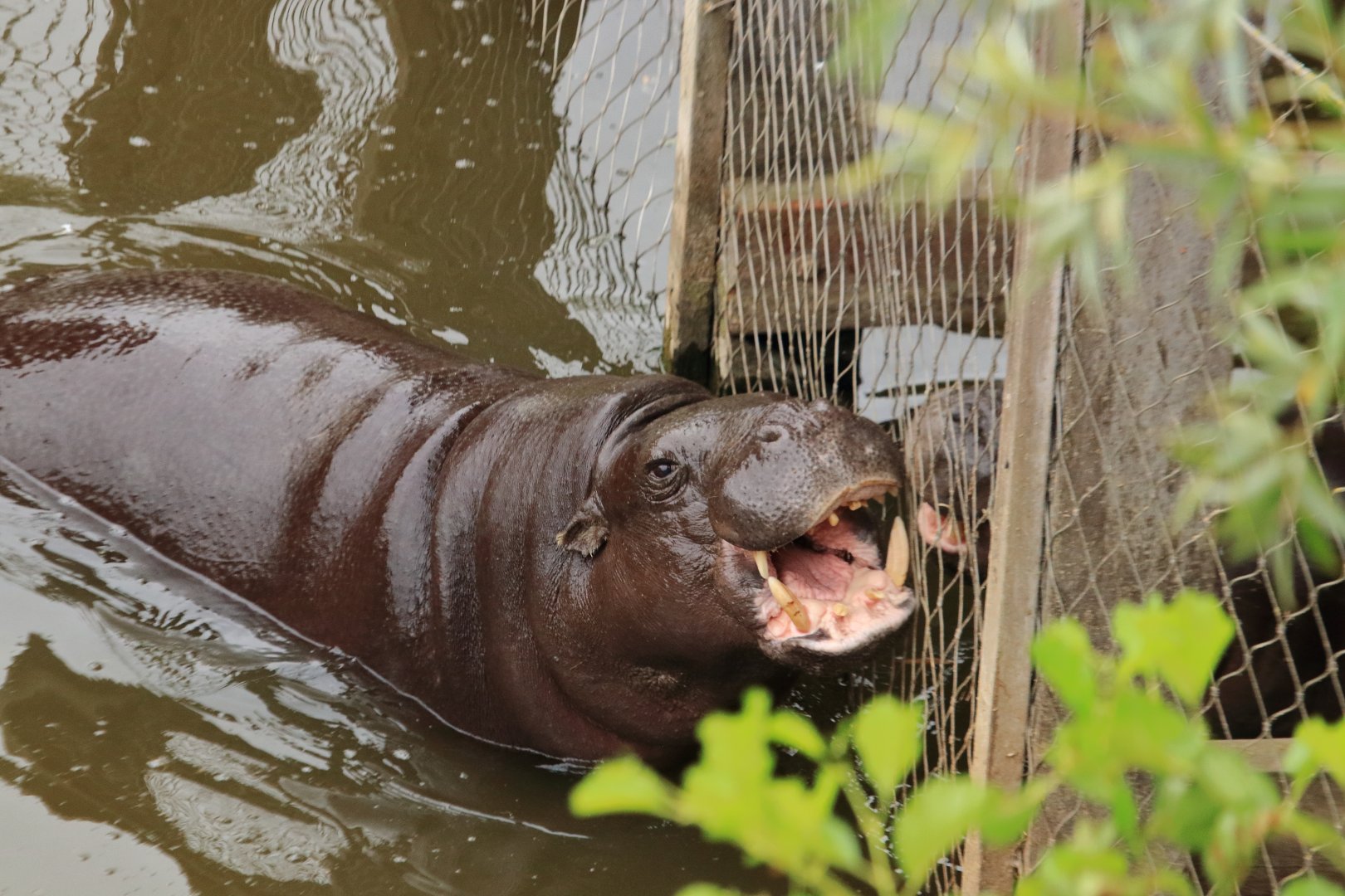 Pigmy hippo (July 2020)