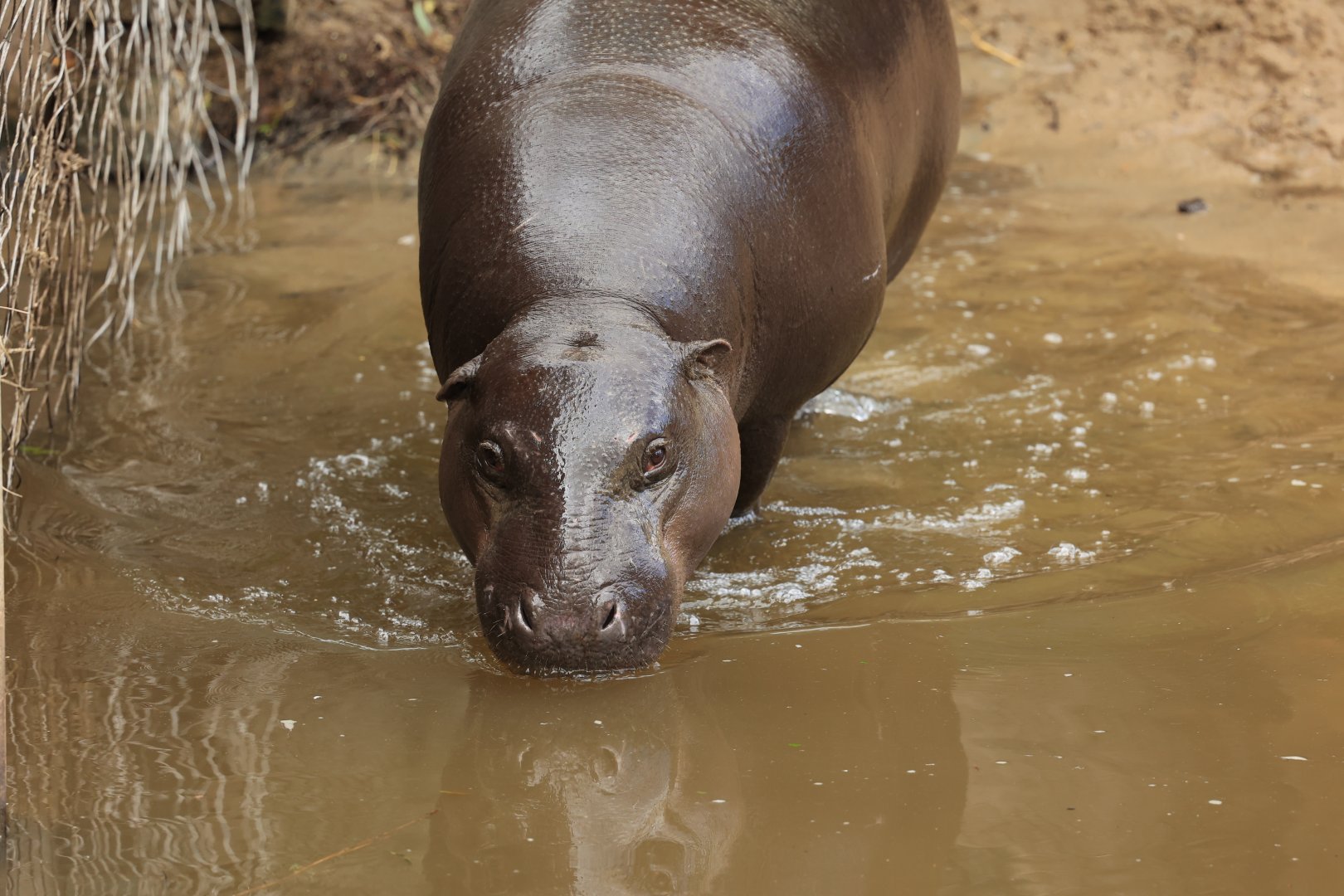 Pigmy hippo (July 2021)