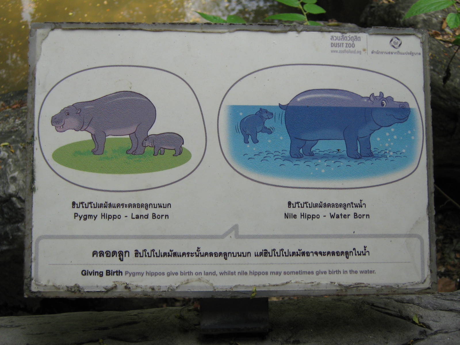 pigmy hippo signage