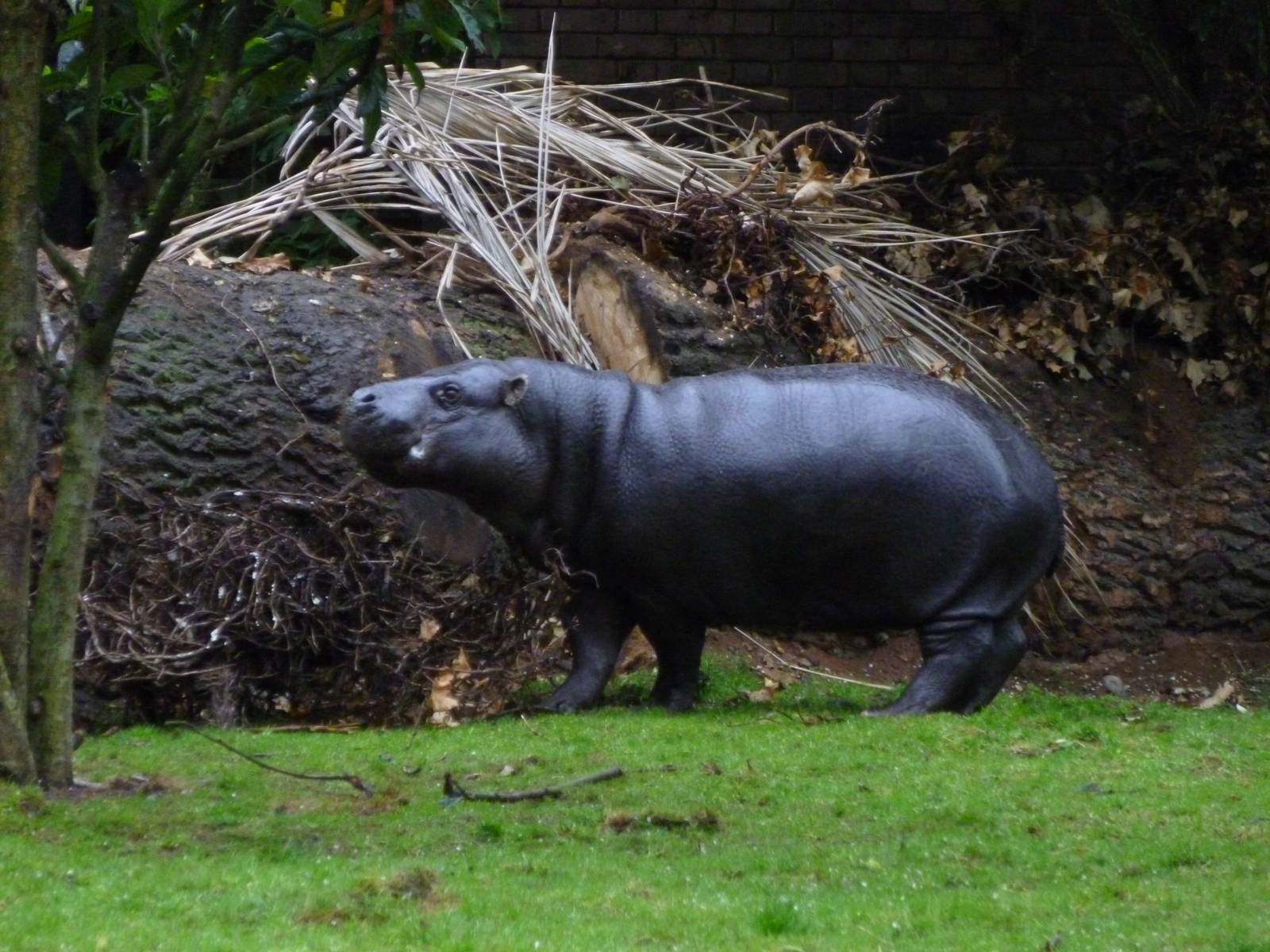Pigmy Hippo