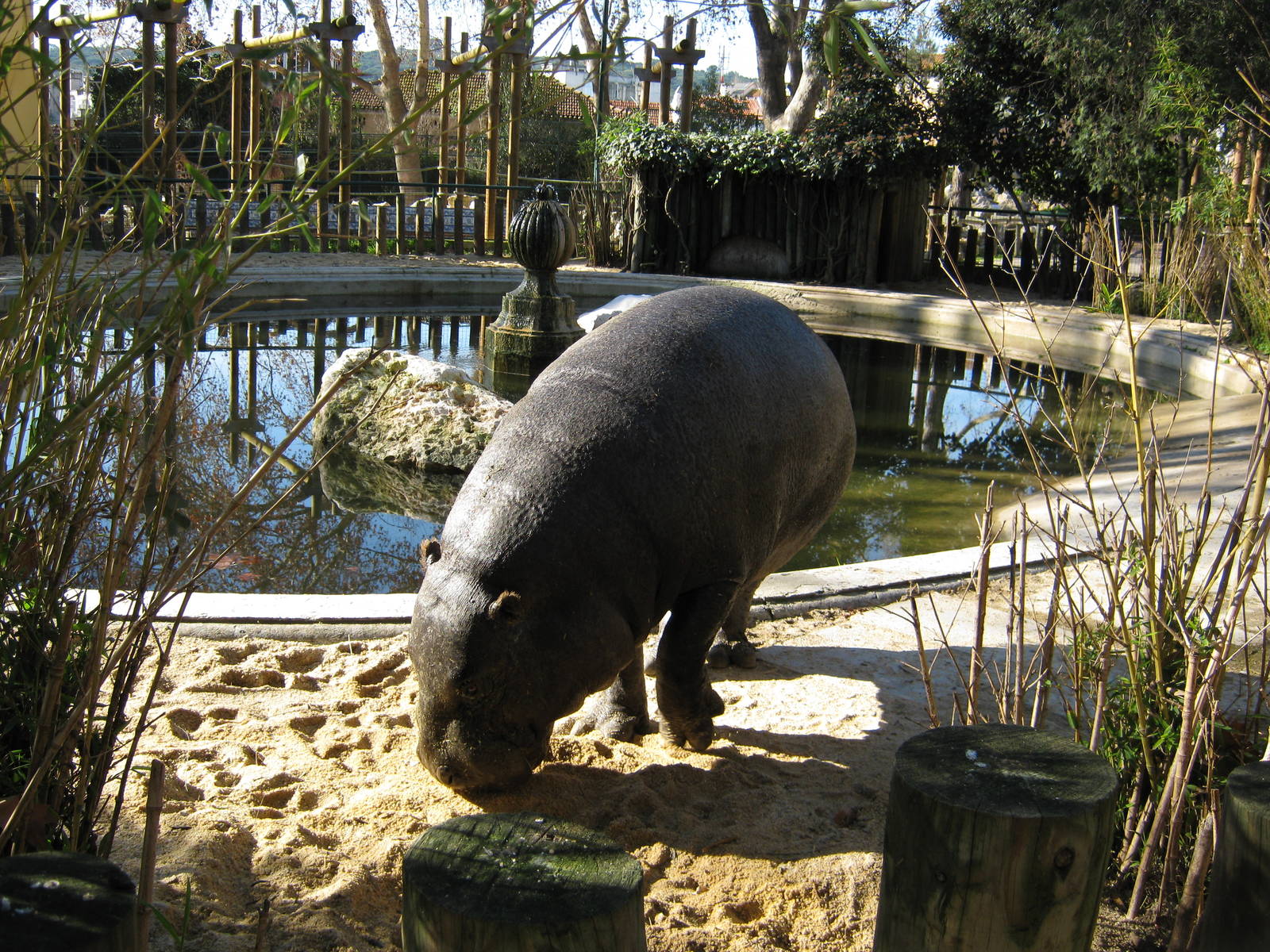 Pigmy Hippo