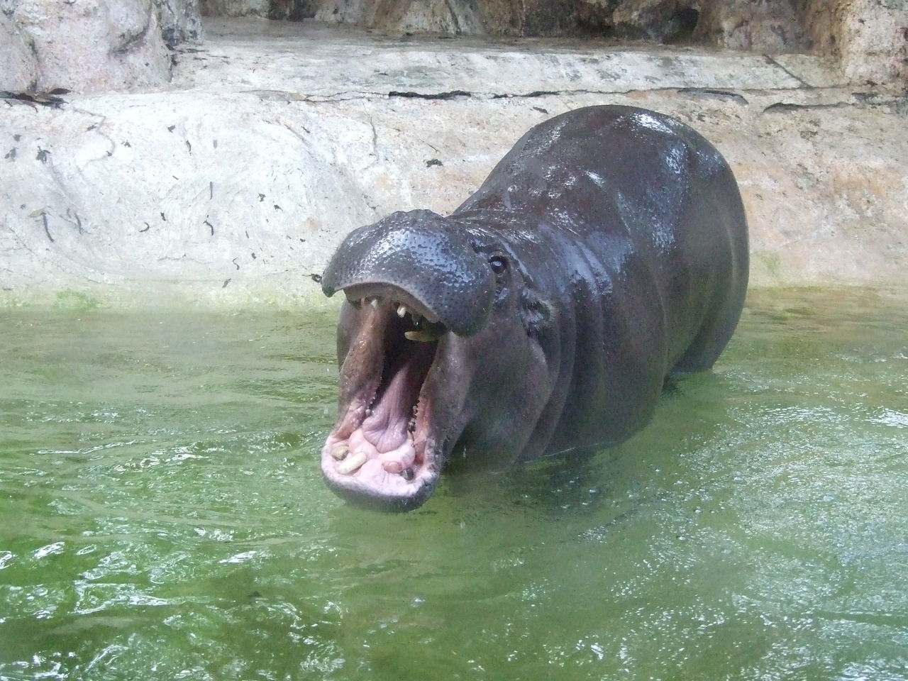 Pigmy Hippopotamus - 2011