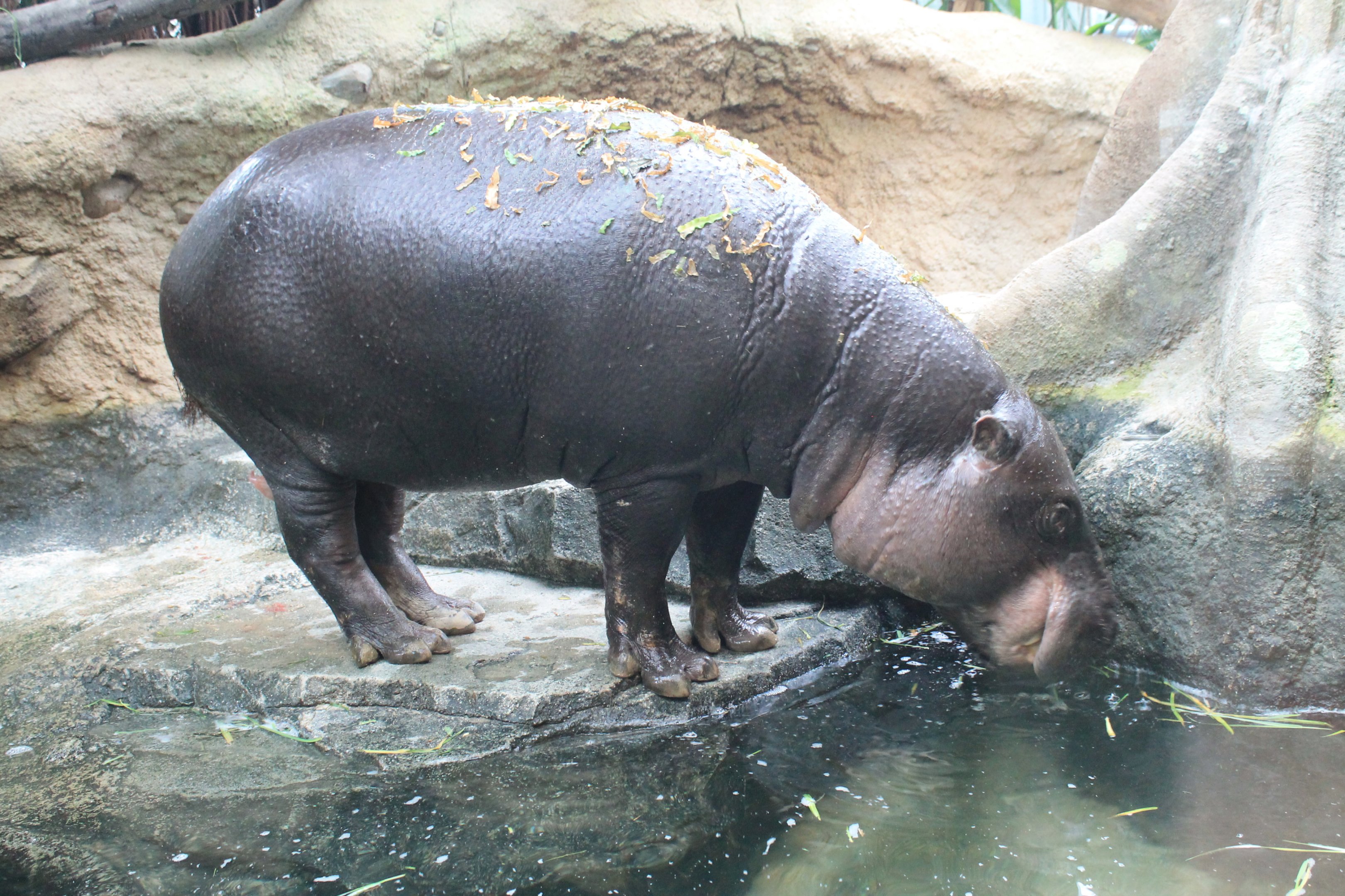 Pigmy Hippopotamus (Choeropsis liberiensis)