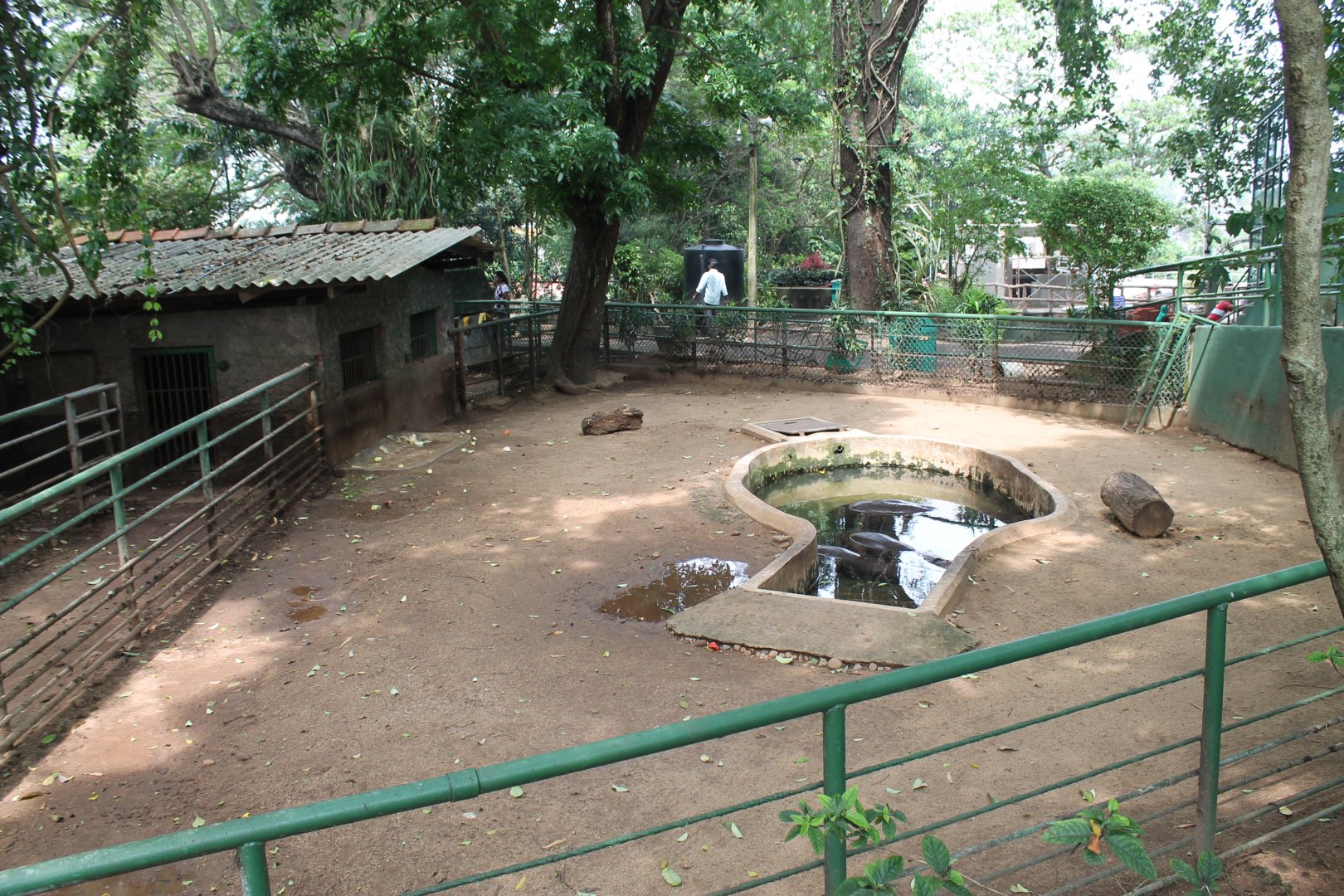 Pigmy Hippopotamus enclosure