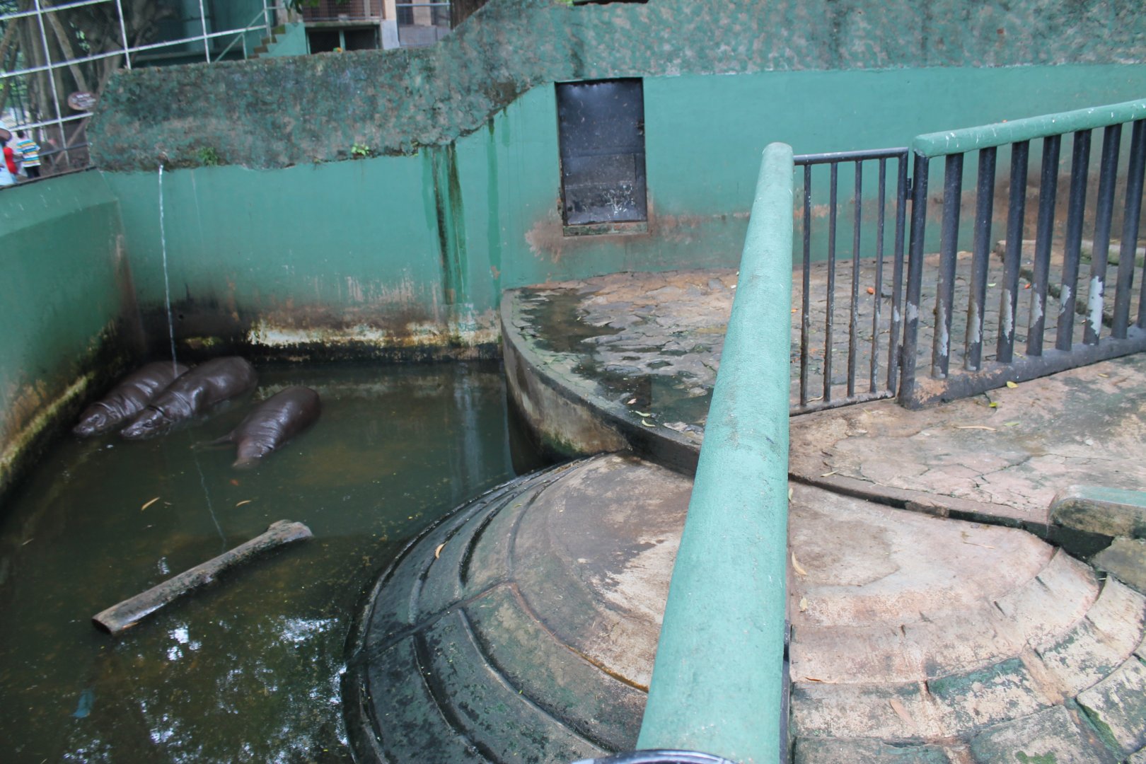 Pigmy Hippopotamus enclosure
