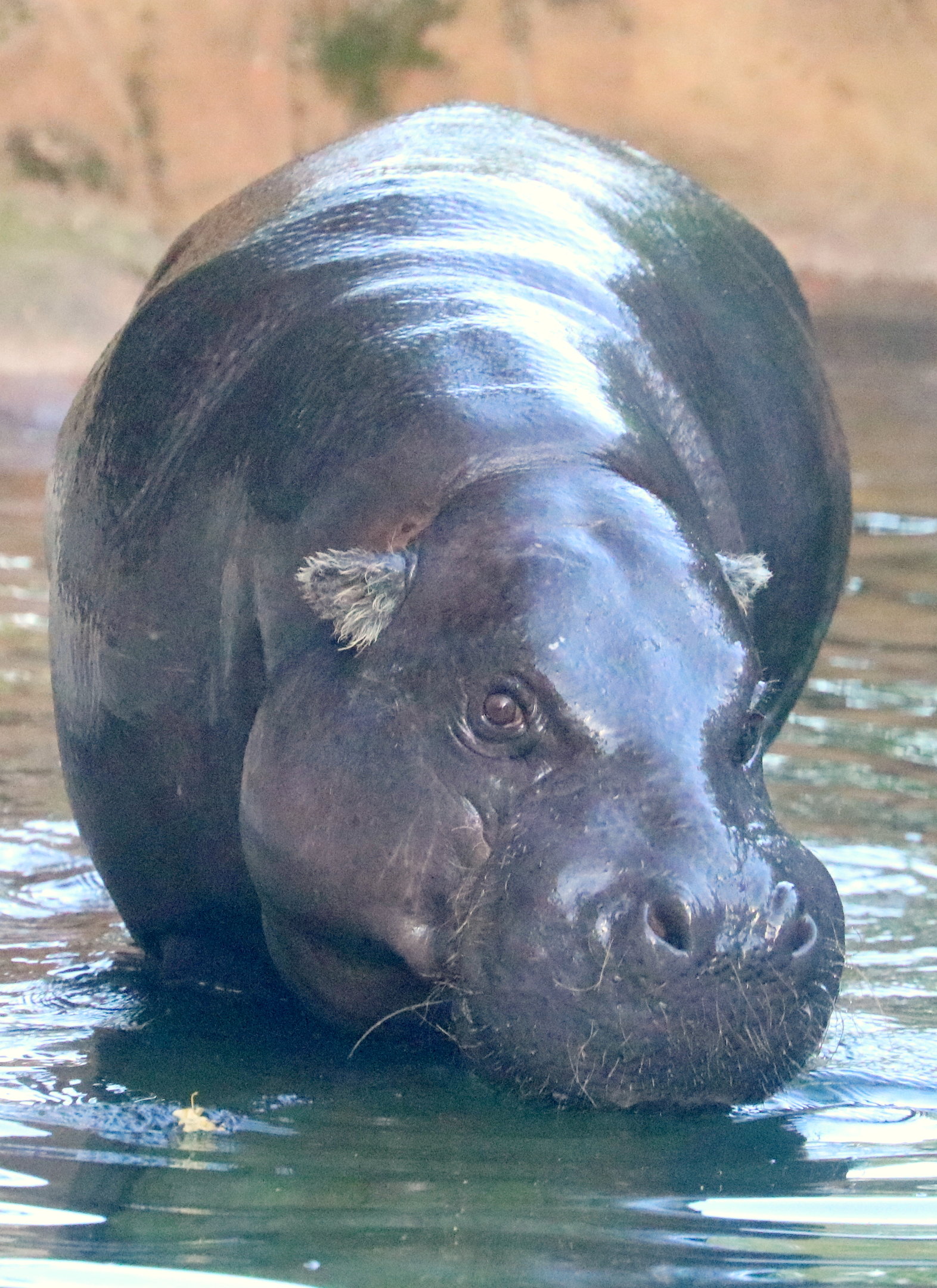 Pigmy hippopotamus; London Zoo; 11th October 2022