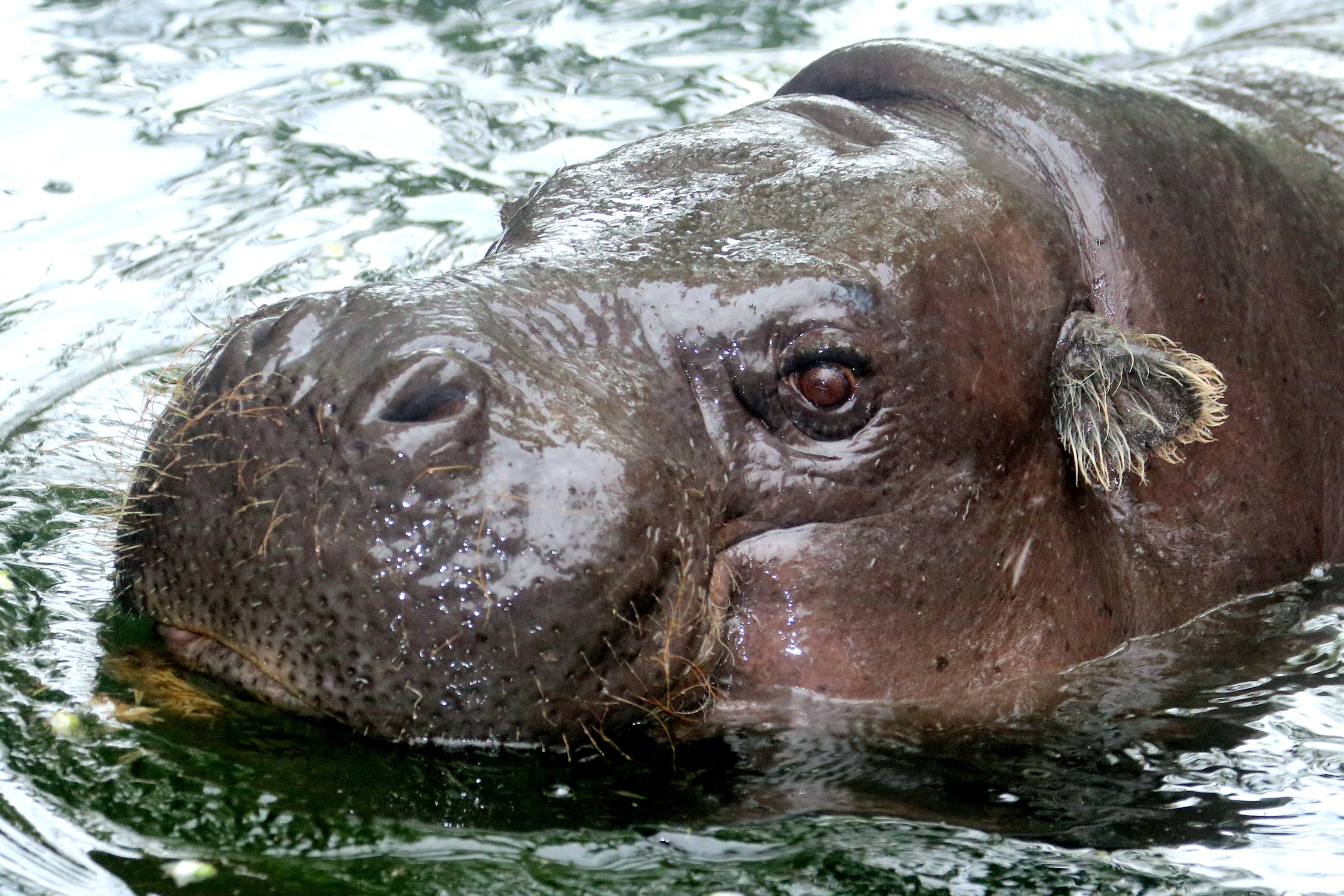 Pigmy hippopotamus; London Zoo; 21st May 2023