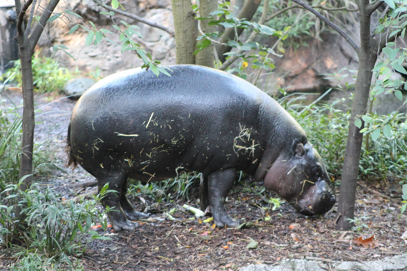 Pigmy Hippopotamus