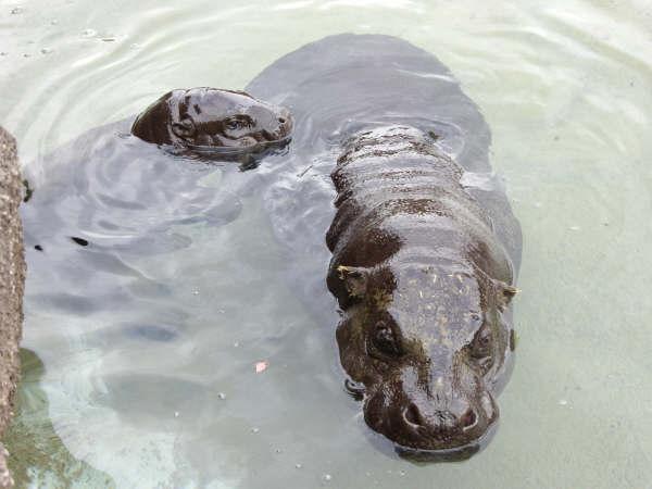 Pigmy hippos mother and baby